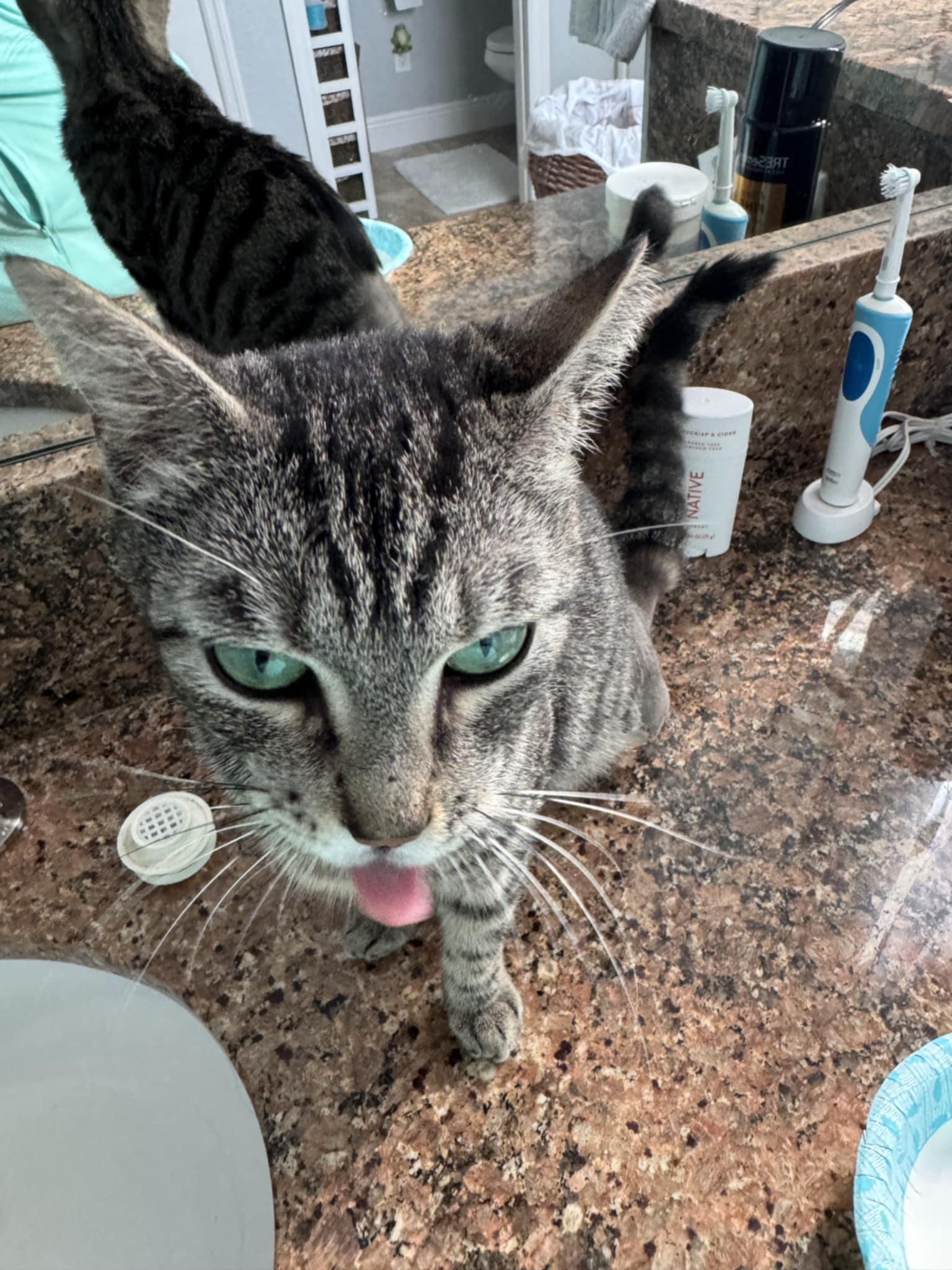 Bella (Cocoa) Gorgeous Green Eyed Tabby Cat Tripod 3 Legged Cat with Video