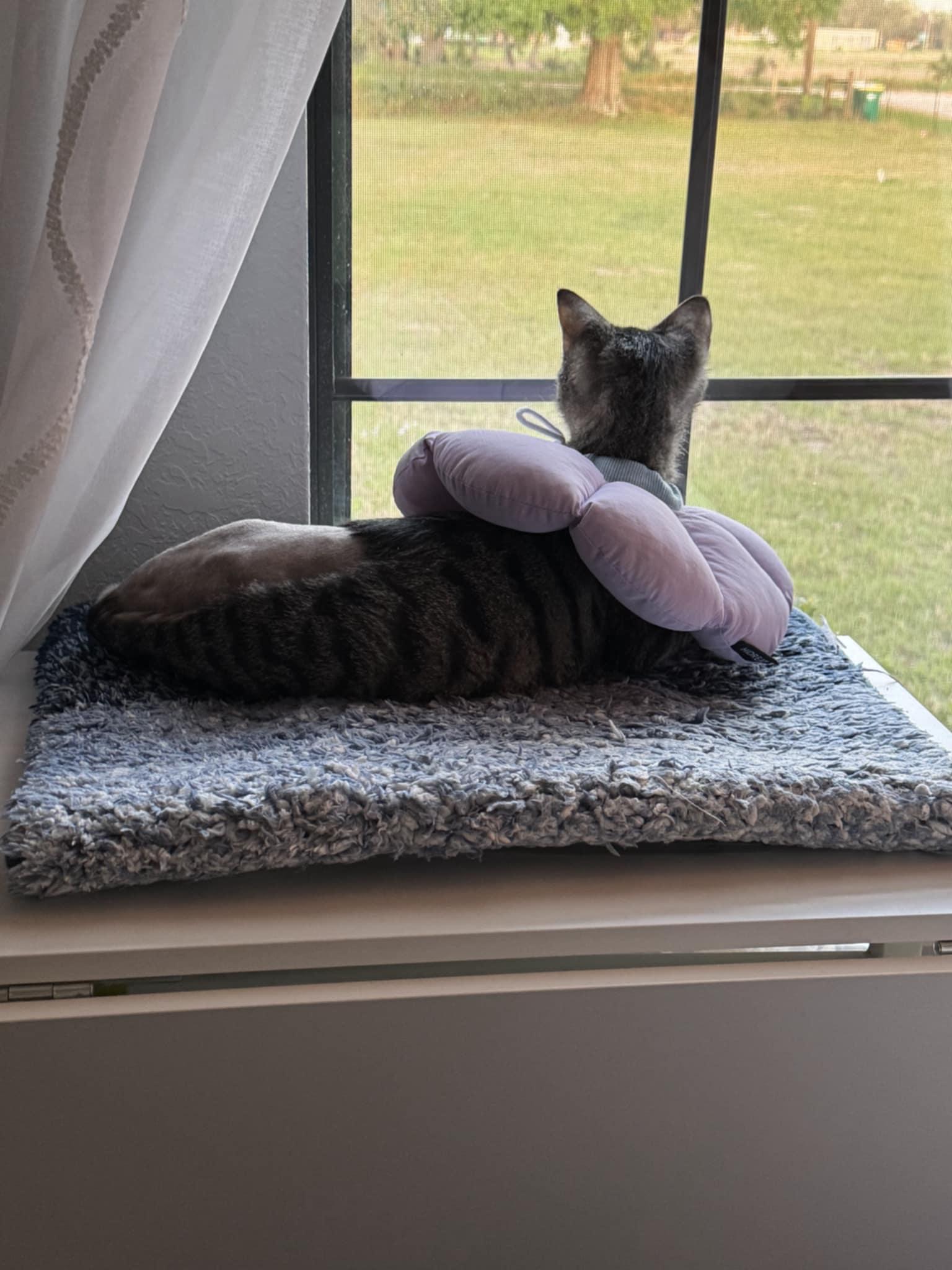 Enlarge Bella (Cocoa) Gorgeous Green Eyed Tabby Cat Tripod 3 Legged Cat with Video, a Adoptable Domestic Short Hair in Cocoa, FL image 1/6