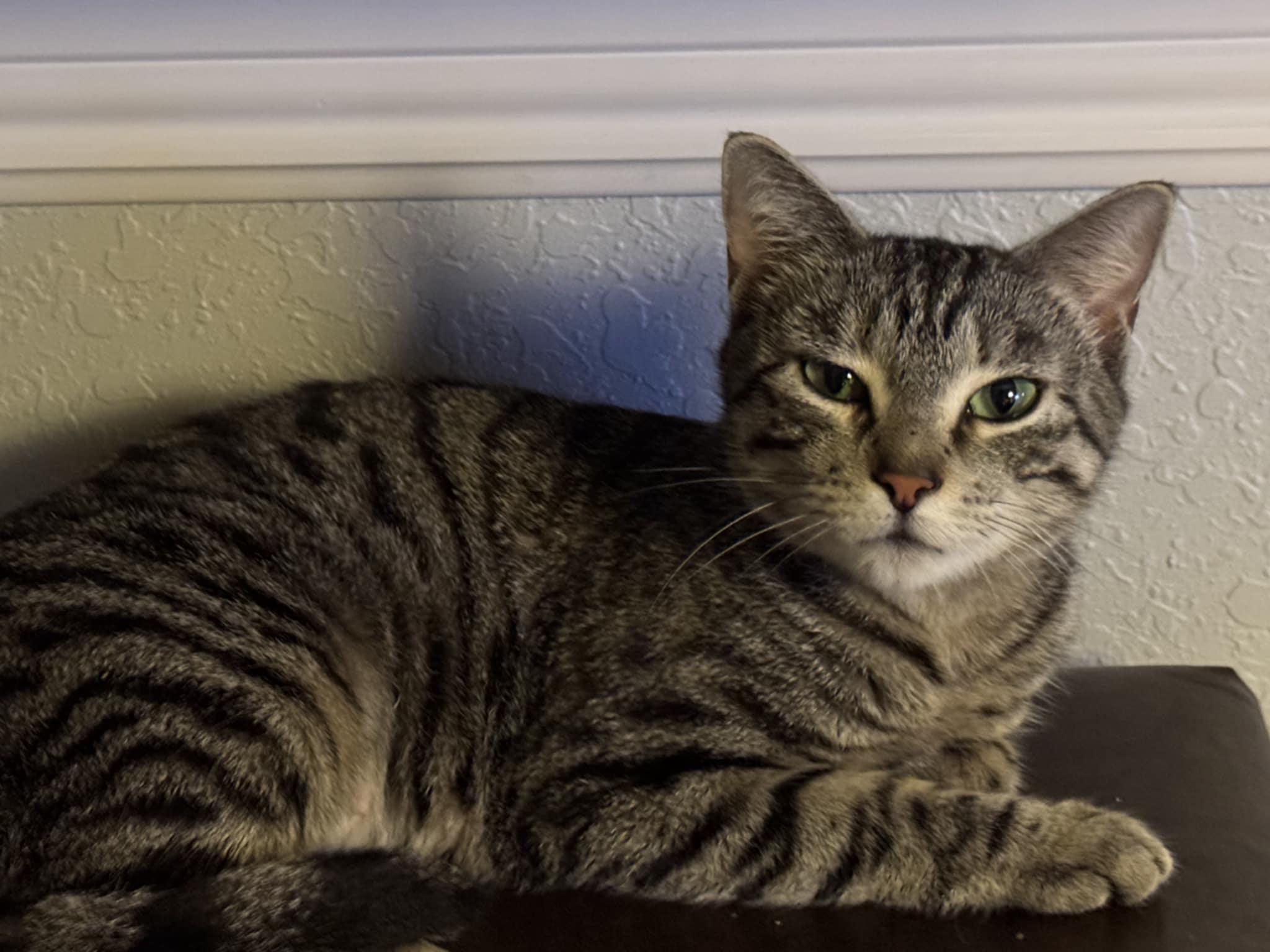 Bella (Cocoa) Gorgeous Green Eyed Tabby Cat Tripod 3 Legged Cat with Video