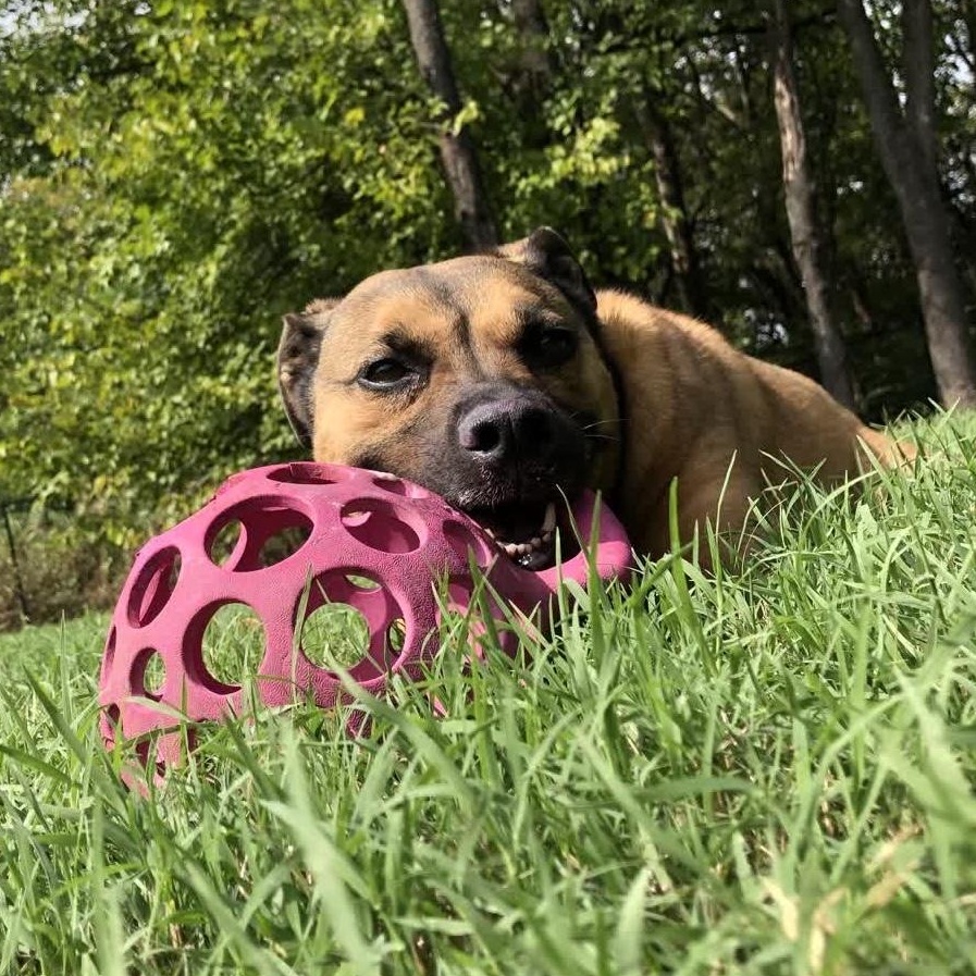 Pluto, a Adoptable mixed breed in Springfield, MO image 2/6