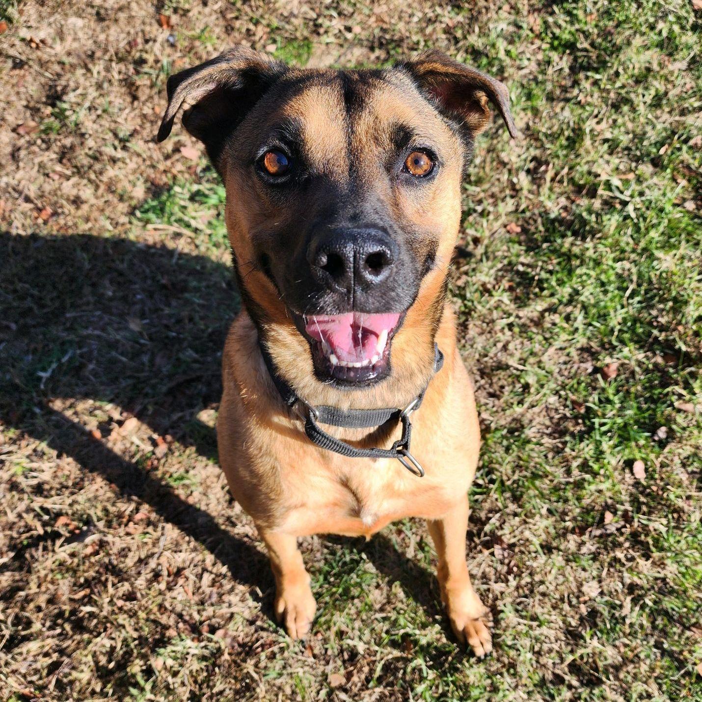 Pluto, Adoptable, Adult Male Shepherd & Hound.