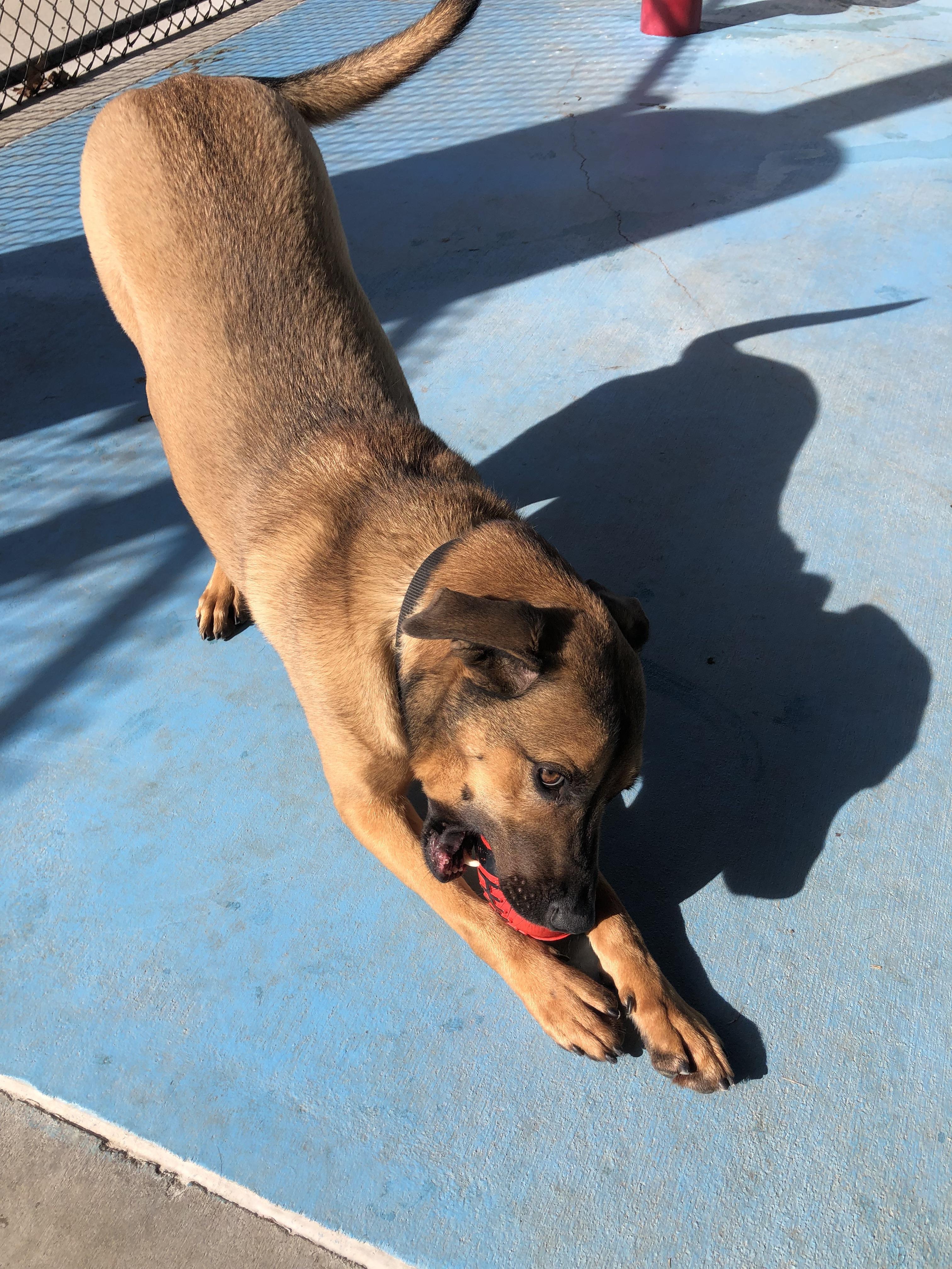 Pluto, a Adoptable mixed breed in Springfield, MO image 5/6