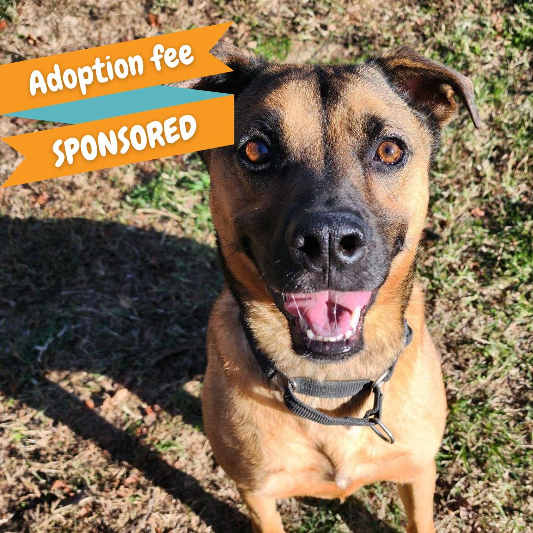 Pluto, Adoptable, Adult Male Shepherd & Hound.