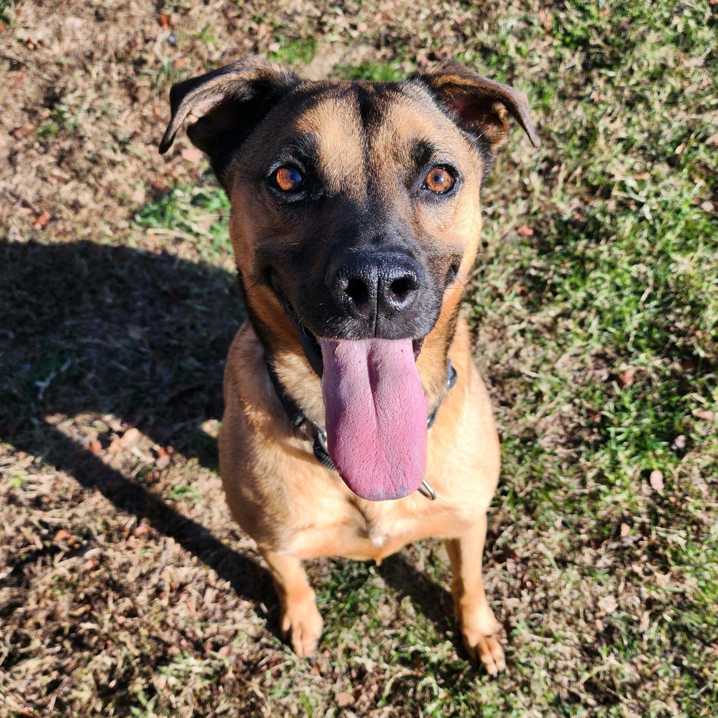 Pluto, a Adoptable mixed breed in Springfield, MO image 3/6