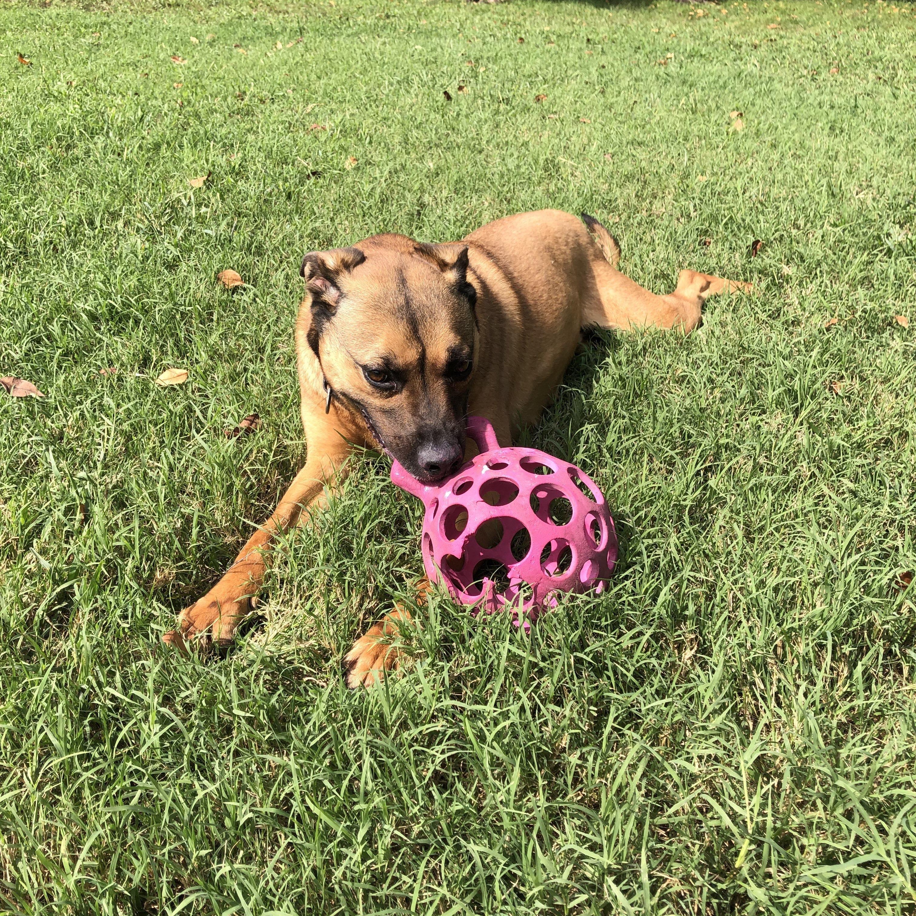 Pluto, a Adoptable mixed breed in Springfield, MO image 4/6