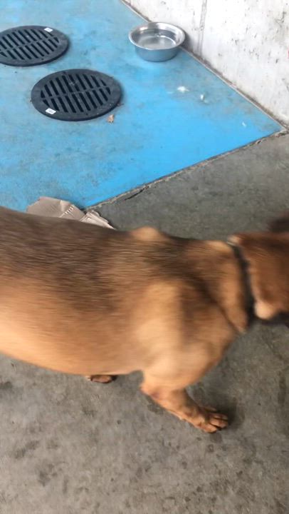 Enlarge Pluto, a Adoptable mixed breed in Springfield, MO video 6/6