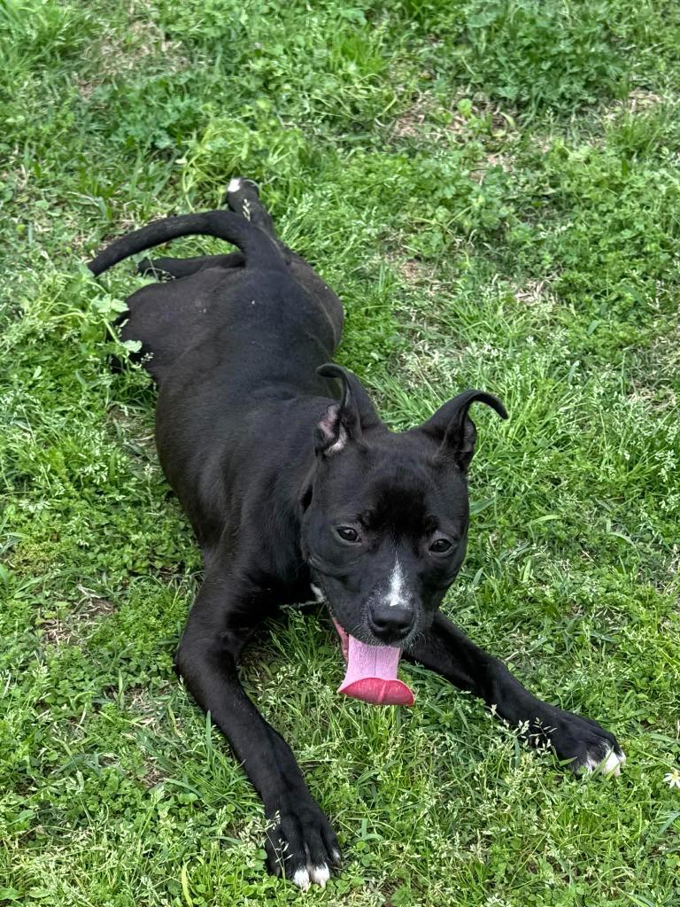 Margo, Adoptable, Puppy Female Mixed Breed.