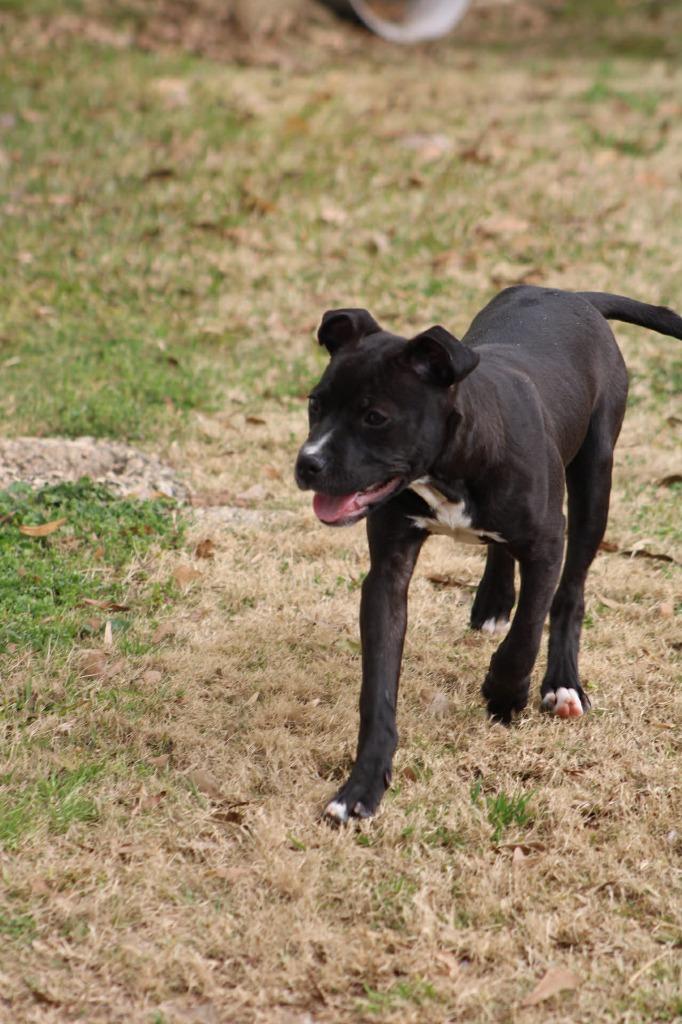 Enlarge Margo, a Adoptable mixed breed in Fond Du Lac, WI image 2/5