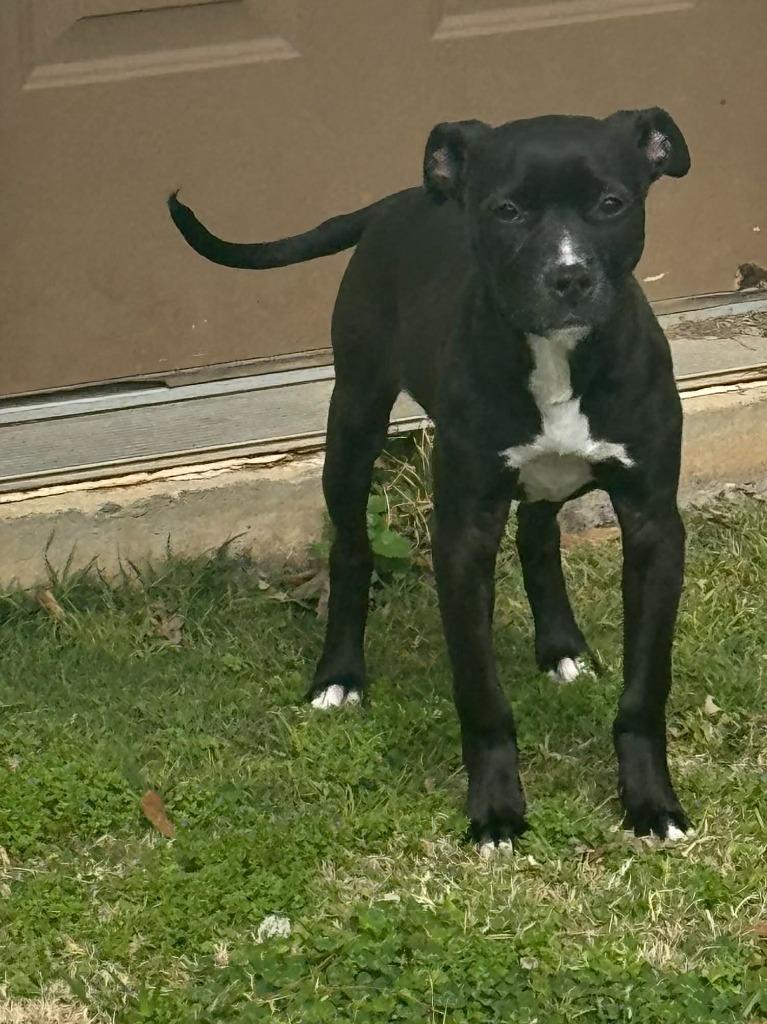 Enlarge Margo, a Adoptable mixed breed in Fond Du Lac, WI image 3/5