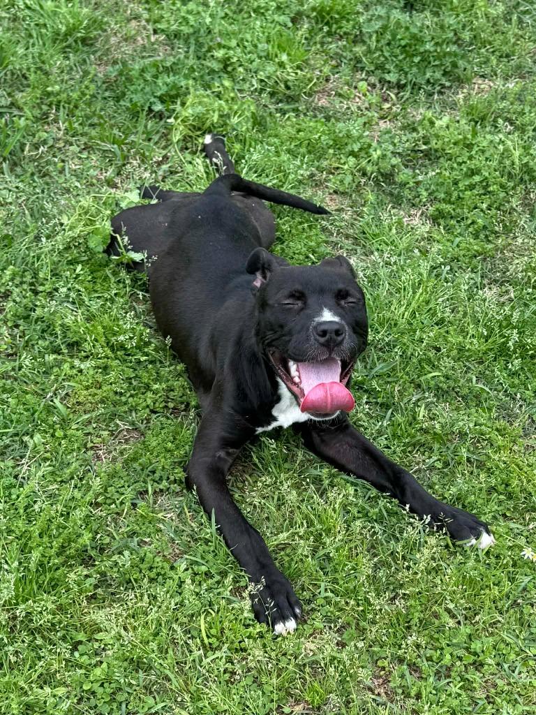 Enlarge Margo, a Adoptable mixed breed in Fond Du Lac, WI image 4/5