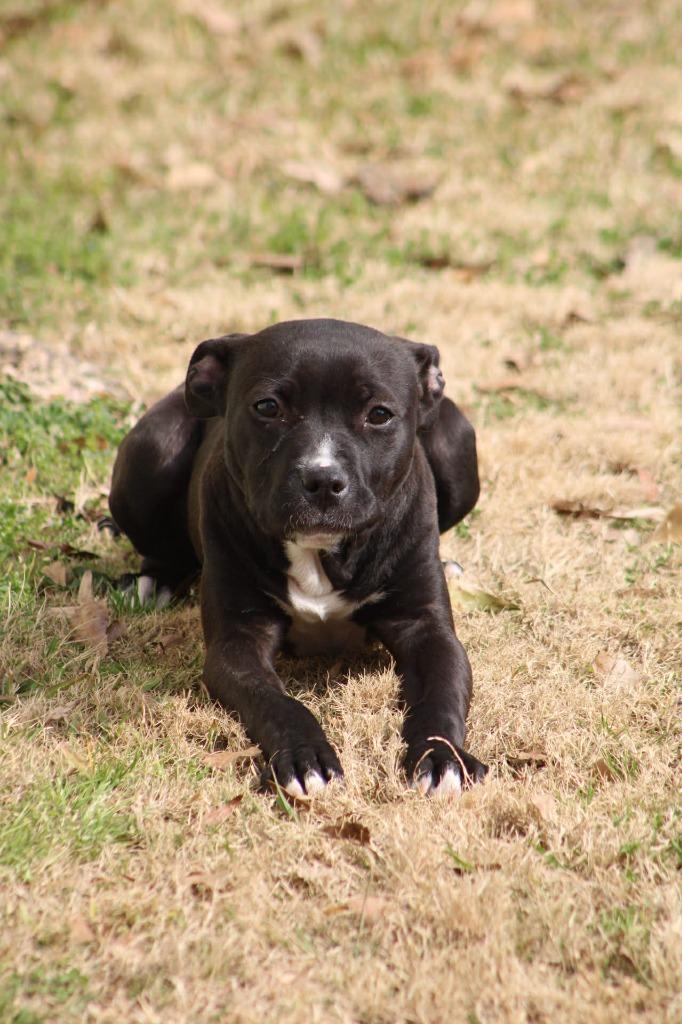 Enlarge Margo, a Adoptable mixed breed in Fond Du Lac, WI image 5/5