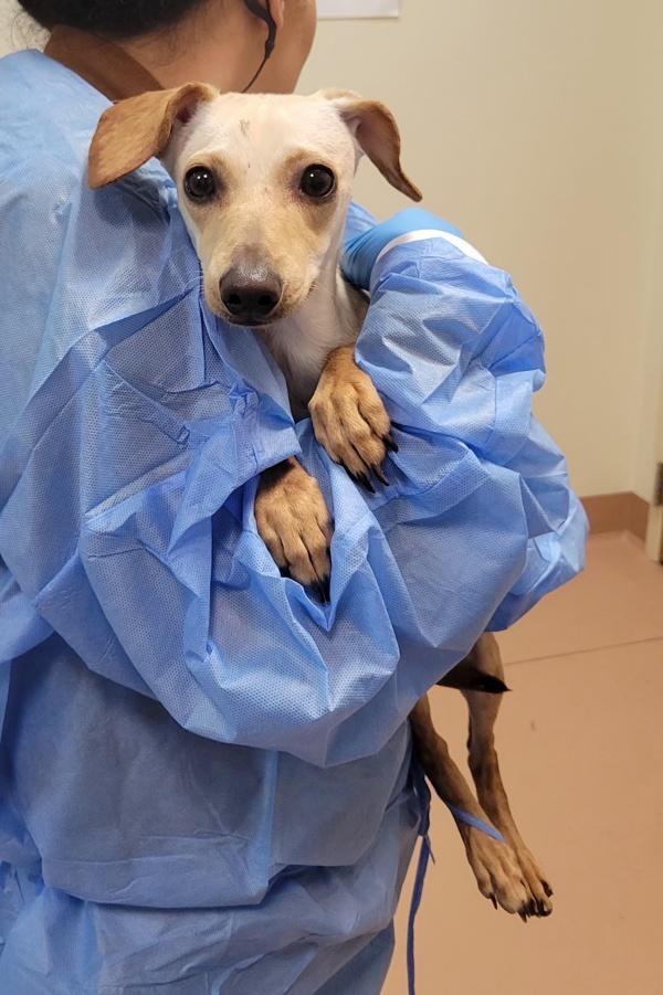 Diamond, Adoptable, Young Female Whippet & Dachshund.