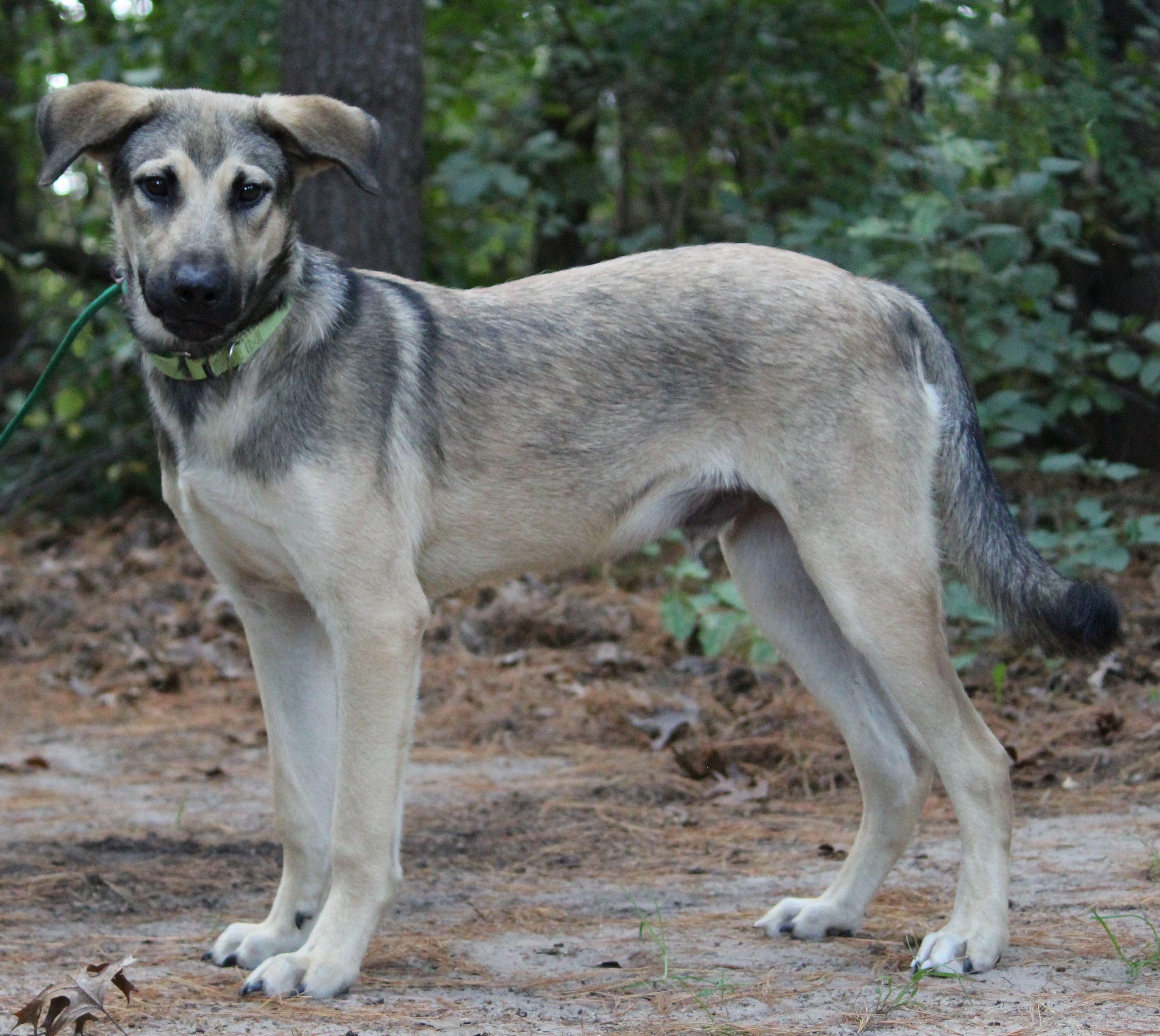 Beyblade, a Adoptable mixed breed in Portage, WI image 1/5