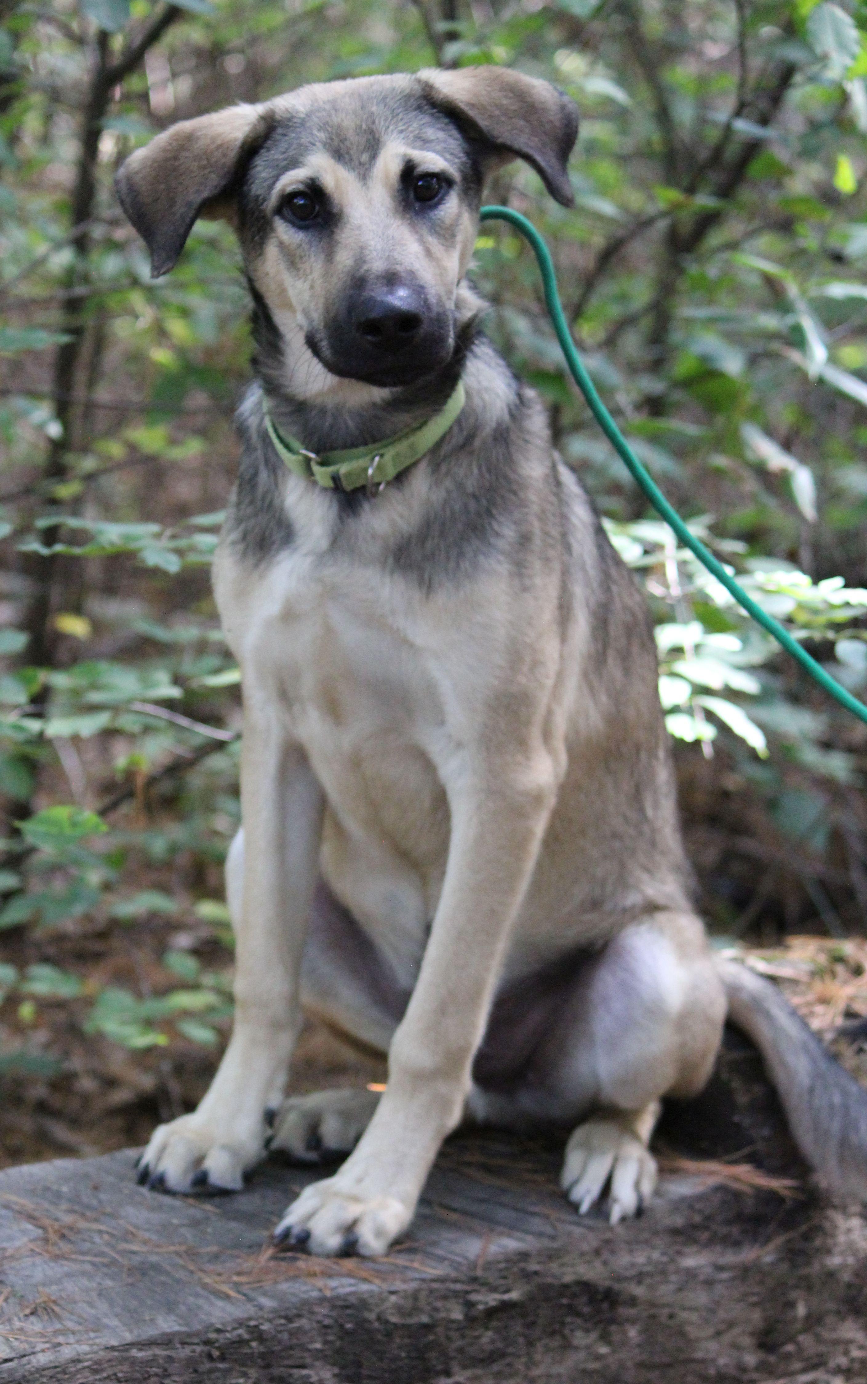 Beyblade, a Adoptable mixed breed in Portage, WI image 2/5