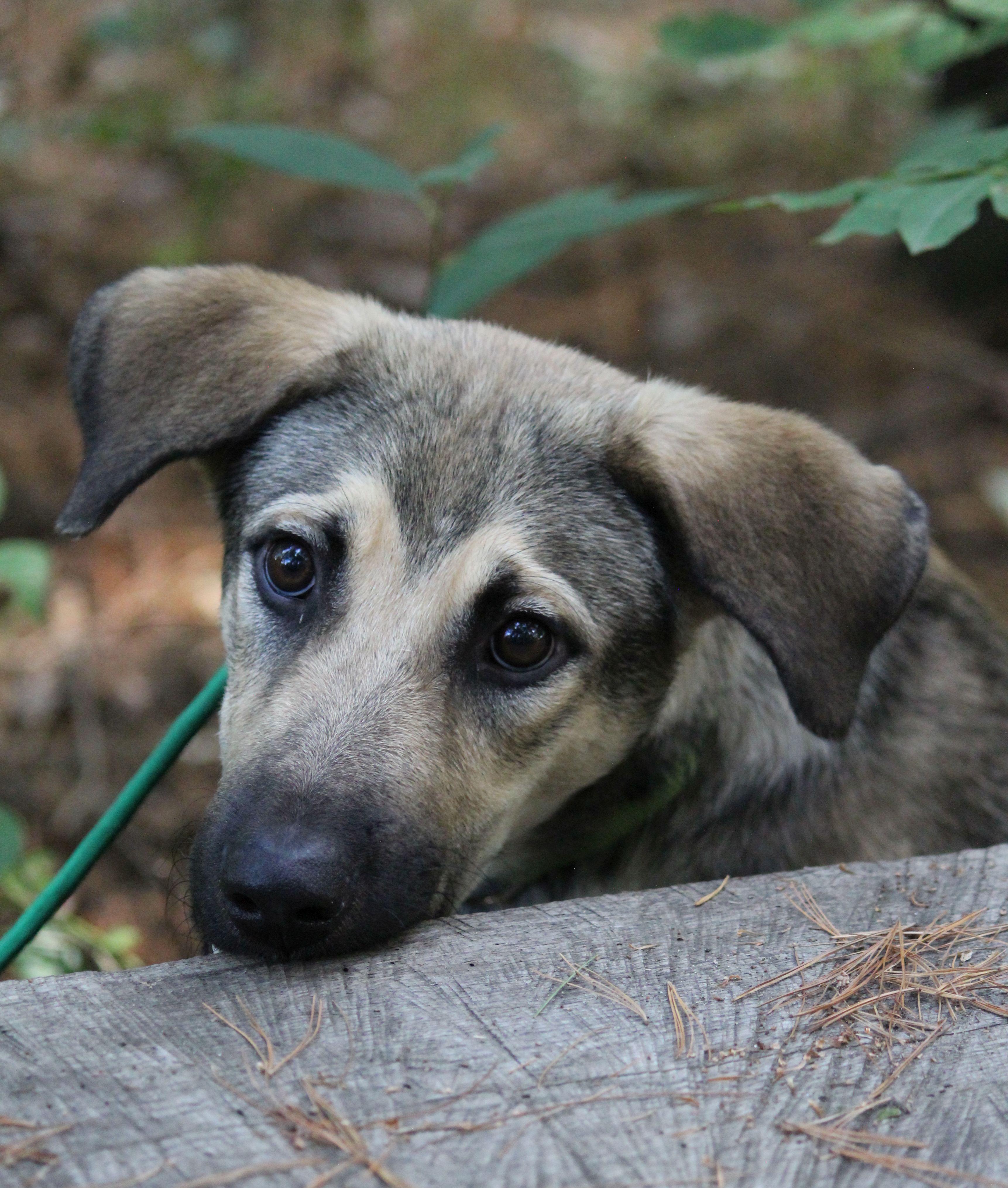 Beyblade, Adoptable, Puppy Male Shepherd.