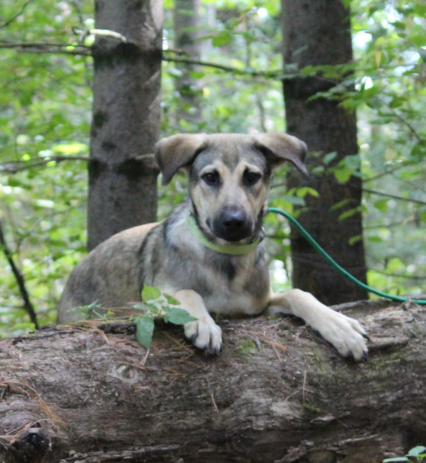 Beyblade, a Adoptable mixed breed in Portage, WI image 4/5