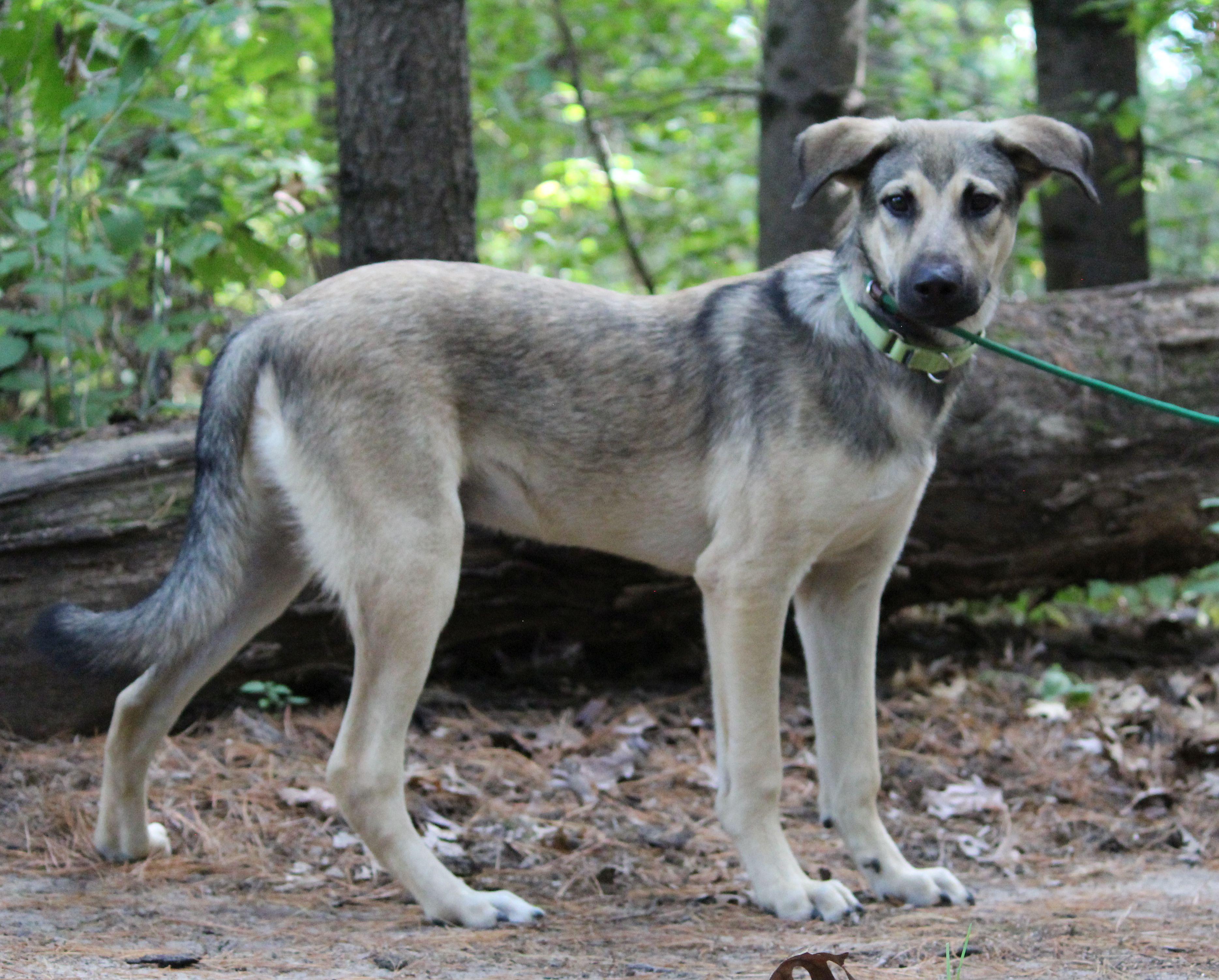 Beyblade, a Adoptable mixed breed in Portage, WI image 5/5