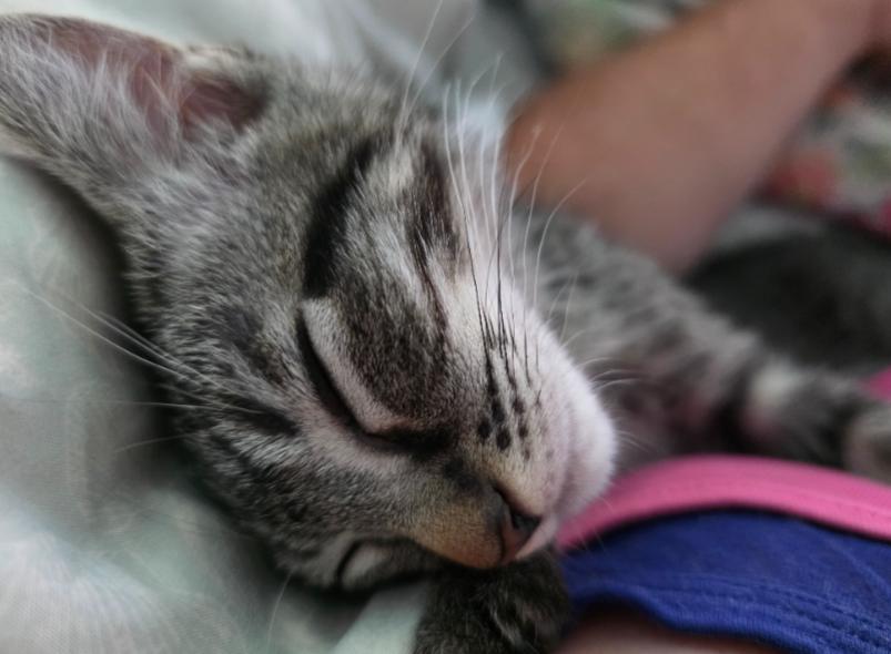 Ozzy, Adopted, Young Male Domestic Short Hair.