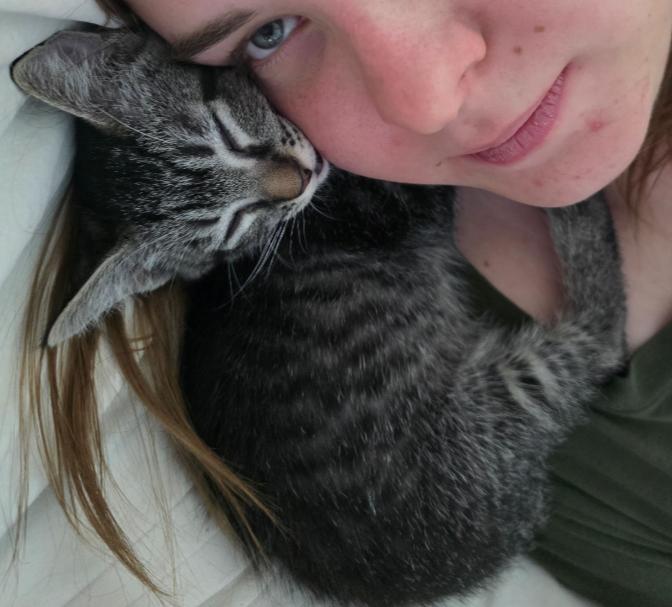 Enlarge Ozzy, a Adopted Domestic Short Hair in Phoenix, AZ image 2/2