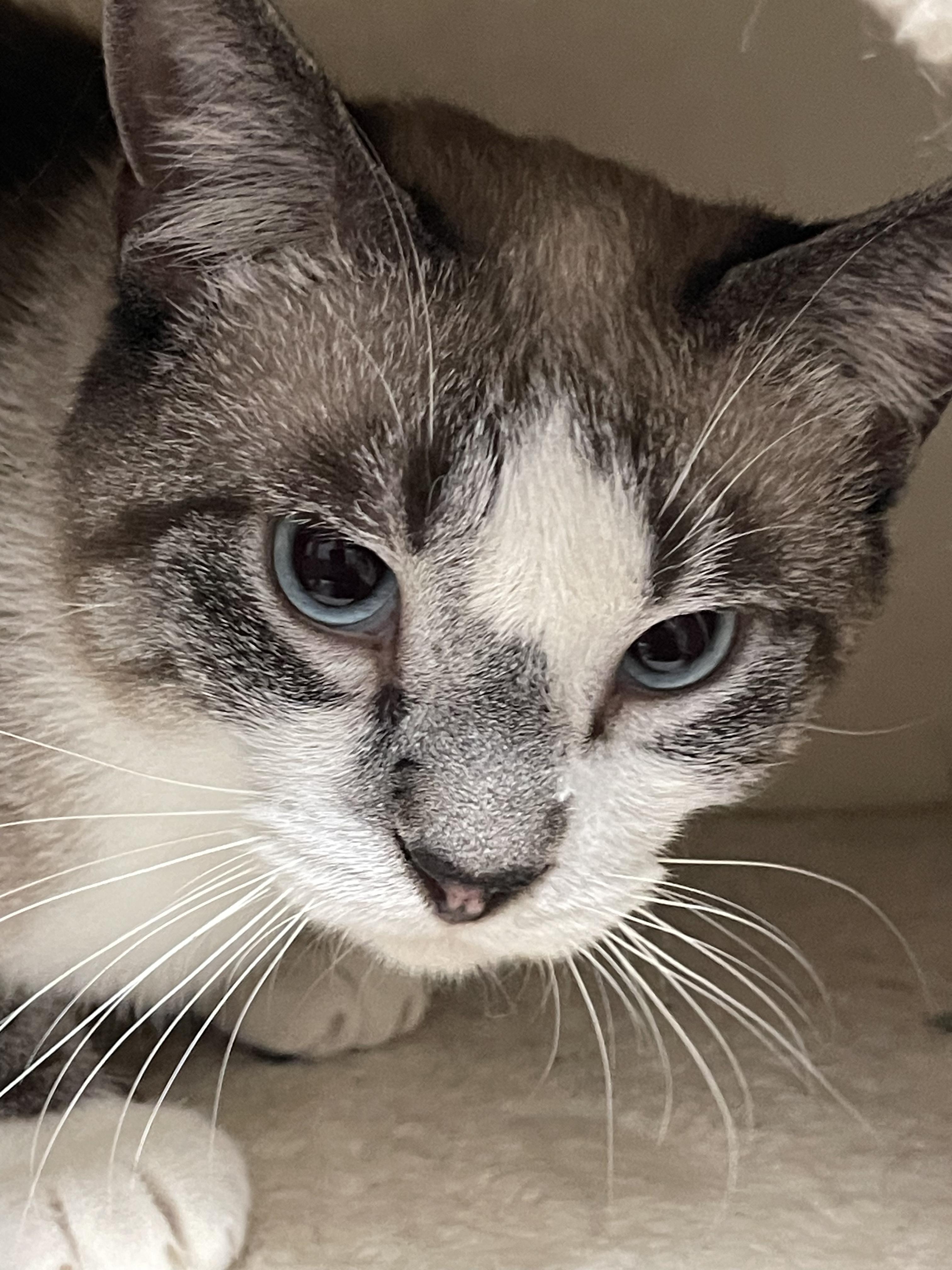 Frank Sinatra, a Adoptable mixed breed in Little River, SC image 5/5