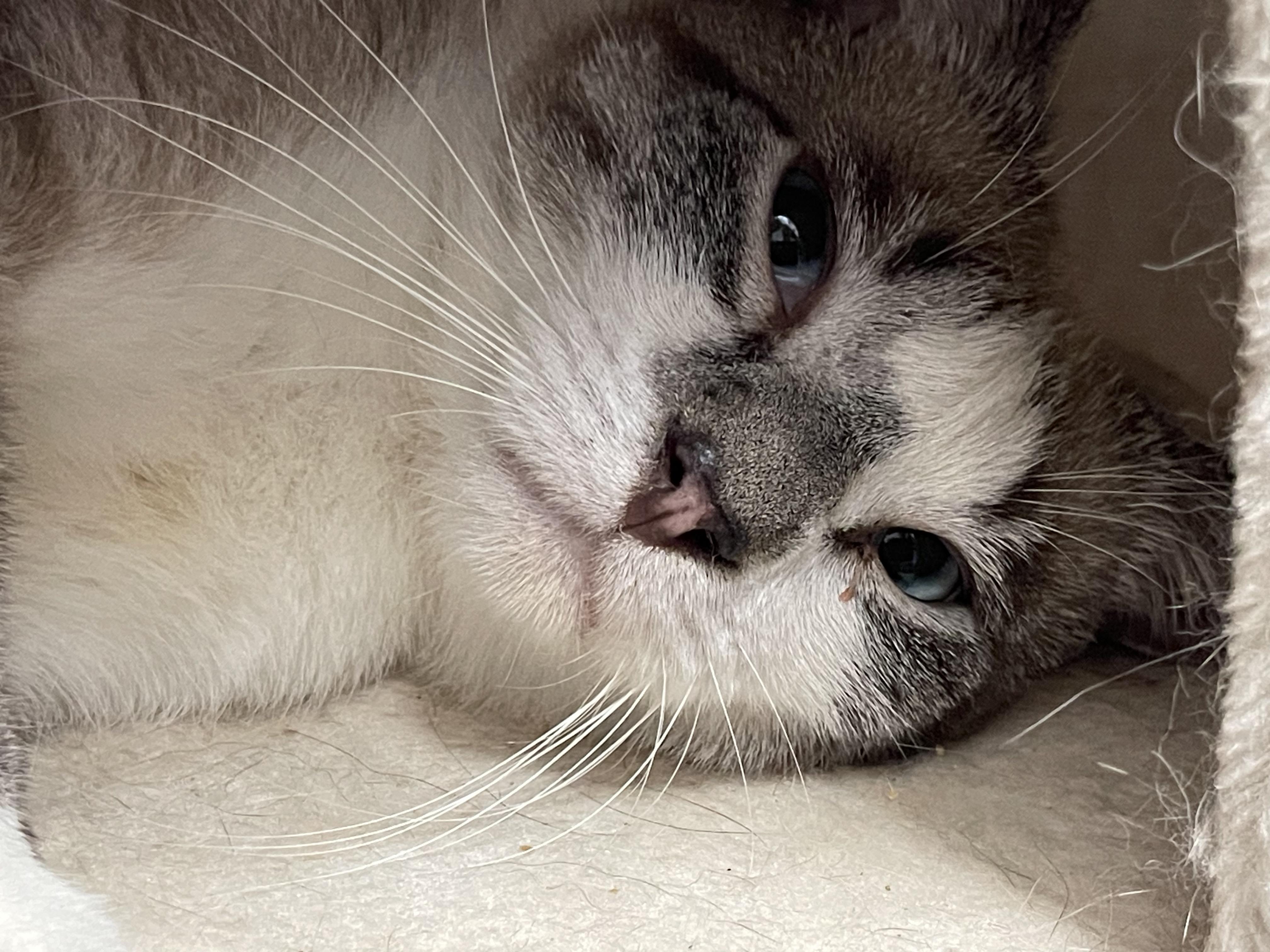 Frank Sinatra, Adoptable, Adult Male Domestic Short Hair & Siamese.