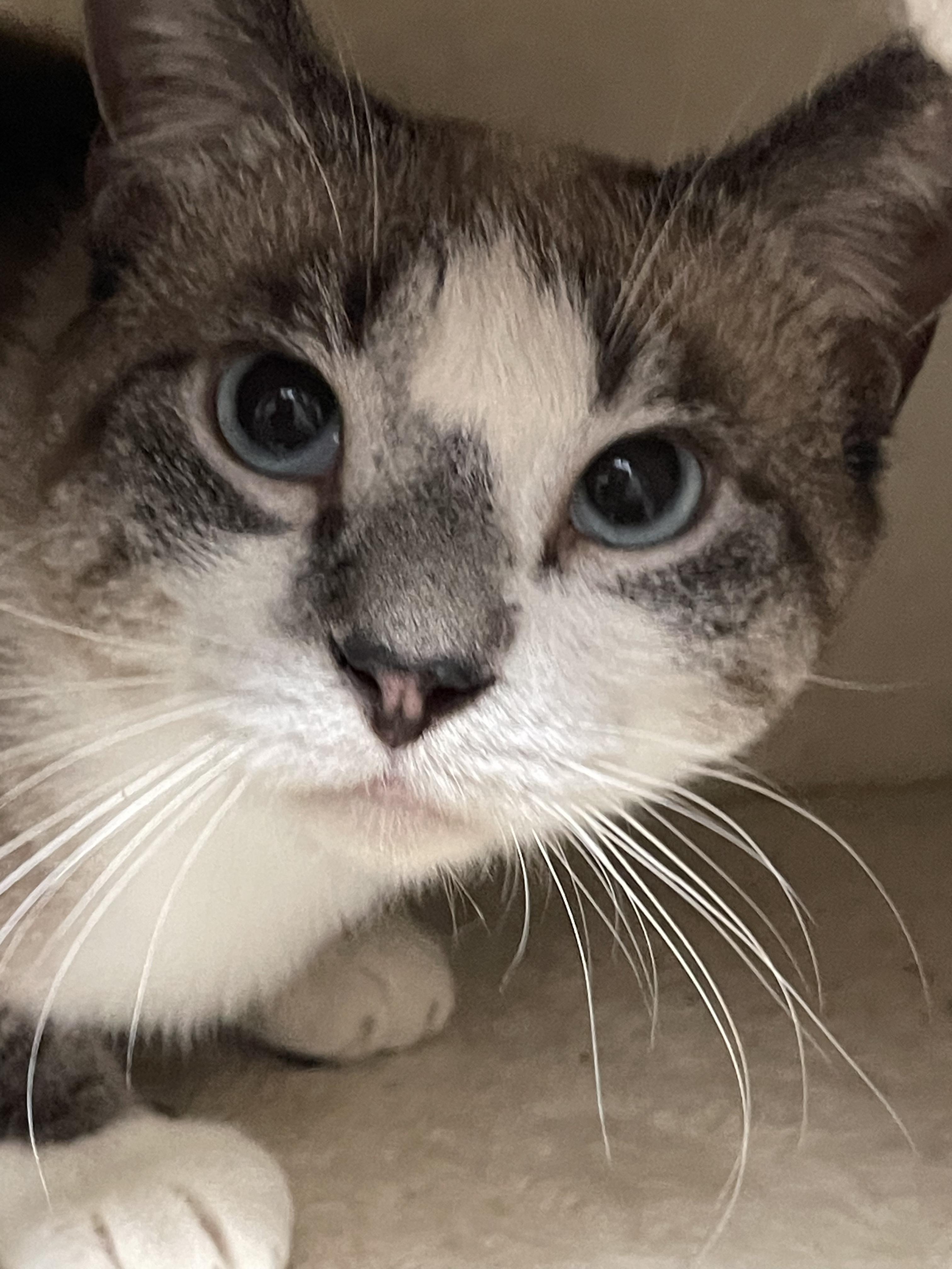 Frank Sinatra, a Adoptable mixed breed in Little River, SC image 4/5