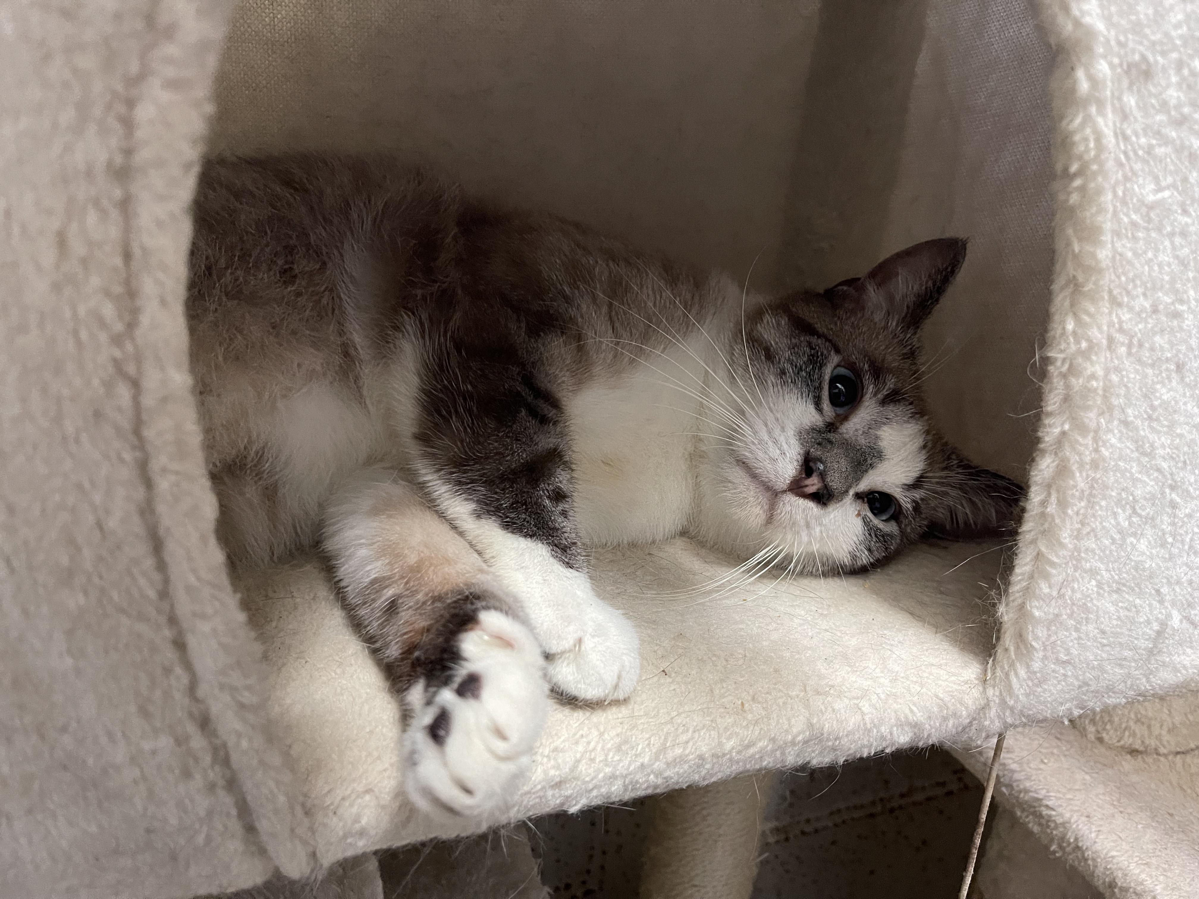 Frank Sinatra, a Adoptable mixed breed in Little River, SC image 3/5