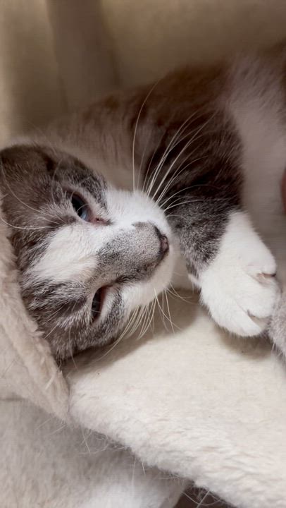 Enlarge Frank Sinatra, a Adoptable mixed breed in Little River, SC video 2/5