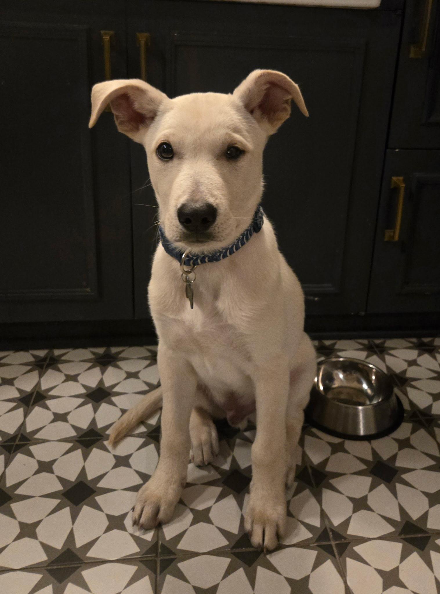 Enlarge Rudy, a ADOPTABLE mixed breed in Oswego, IL image 2/5