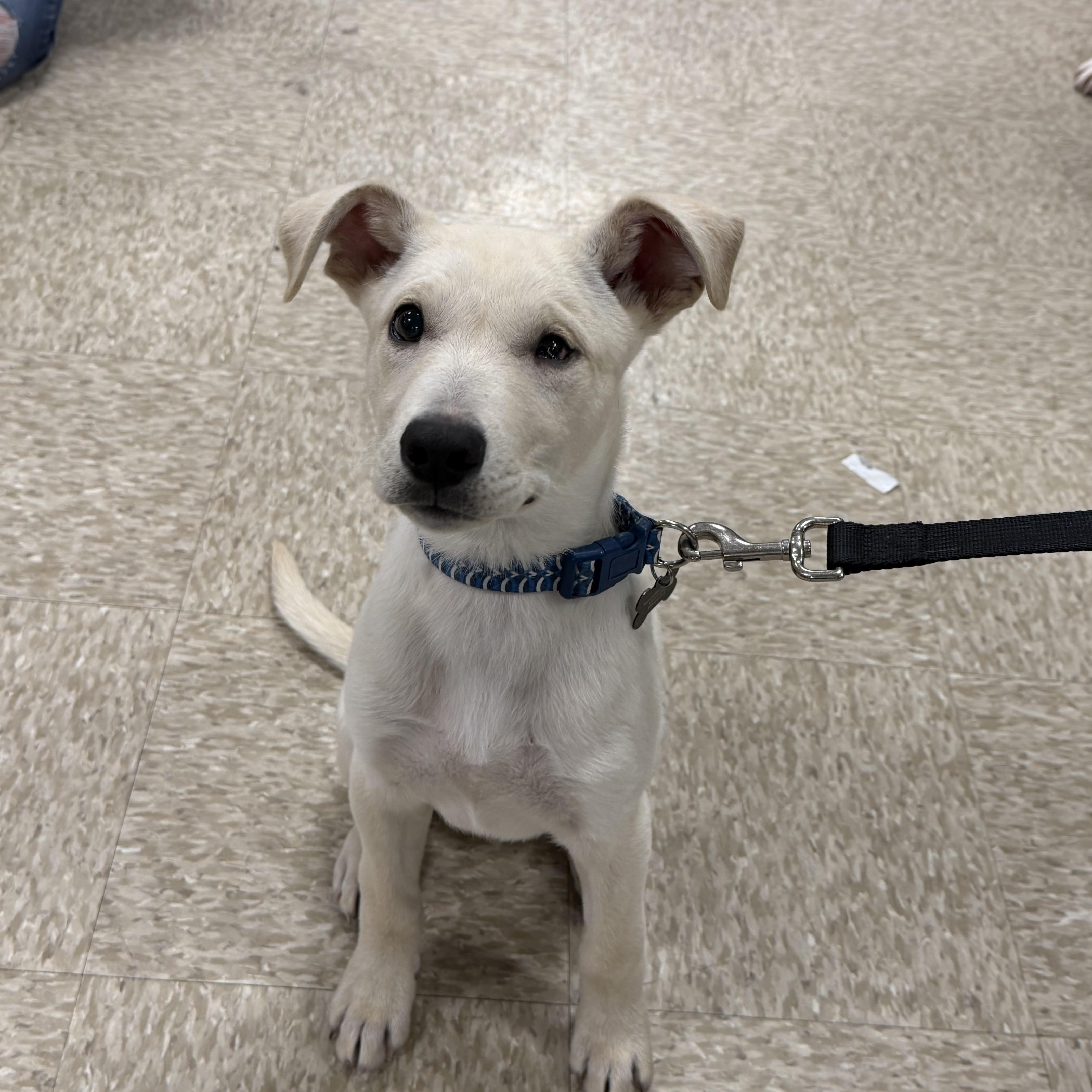 Enlarge Rudy, a ADOPTABLE mixed breed in Oswego, IL image 1/5