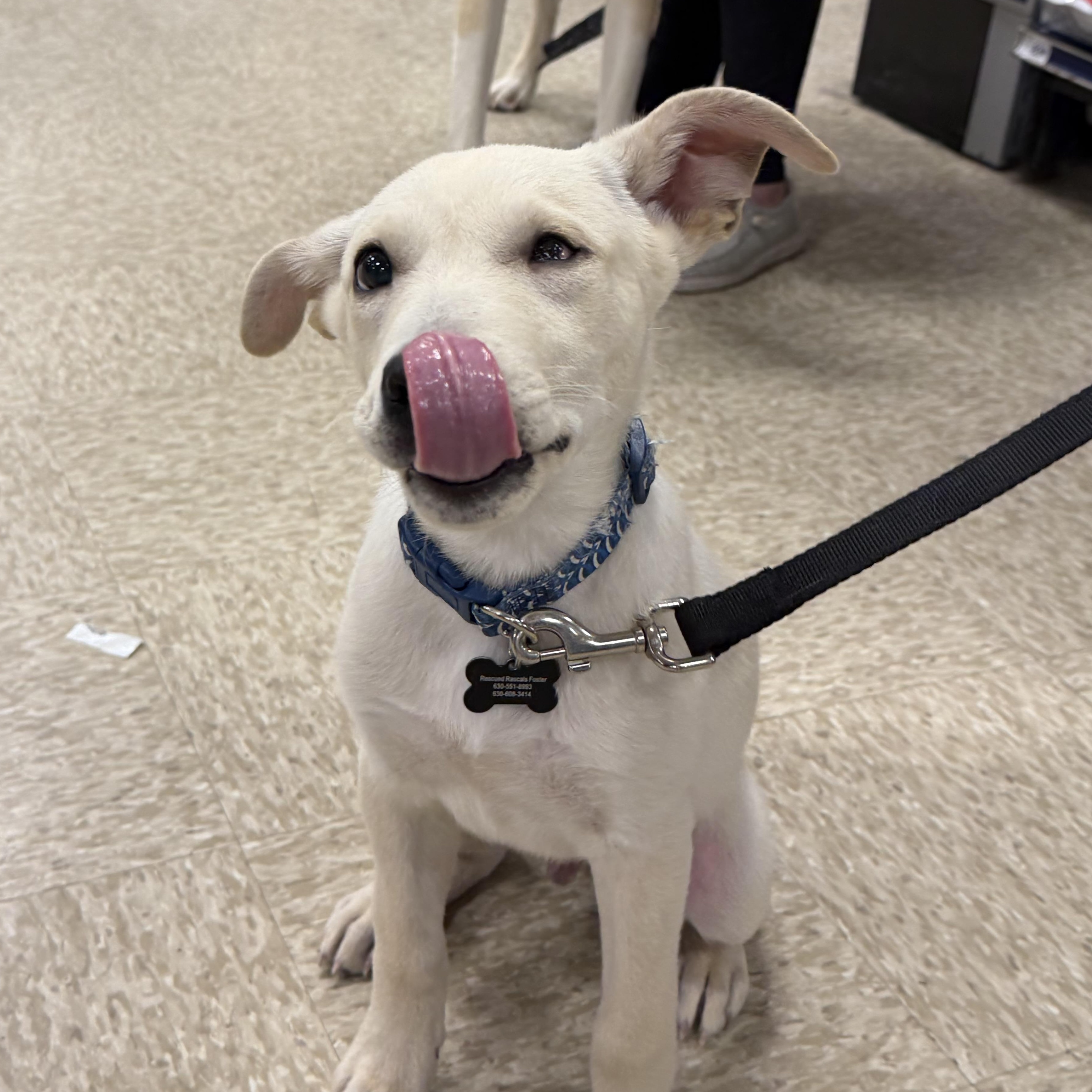 Enlarge Rudy, a ADOPTABLE mixed breed in Oswego, IL image 3/5