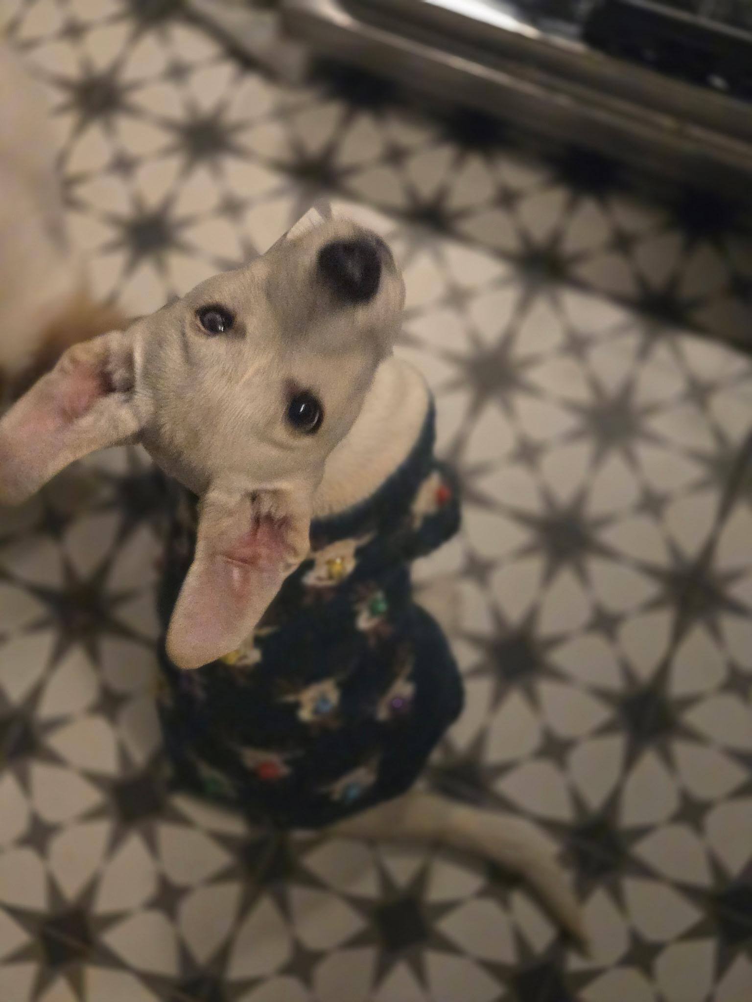 Rudy, ADOPTABLE, Puppy Male Retriever.