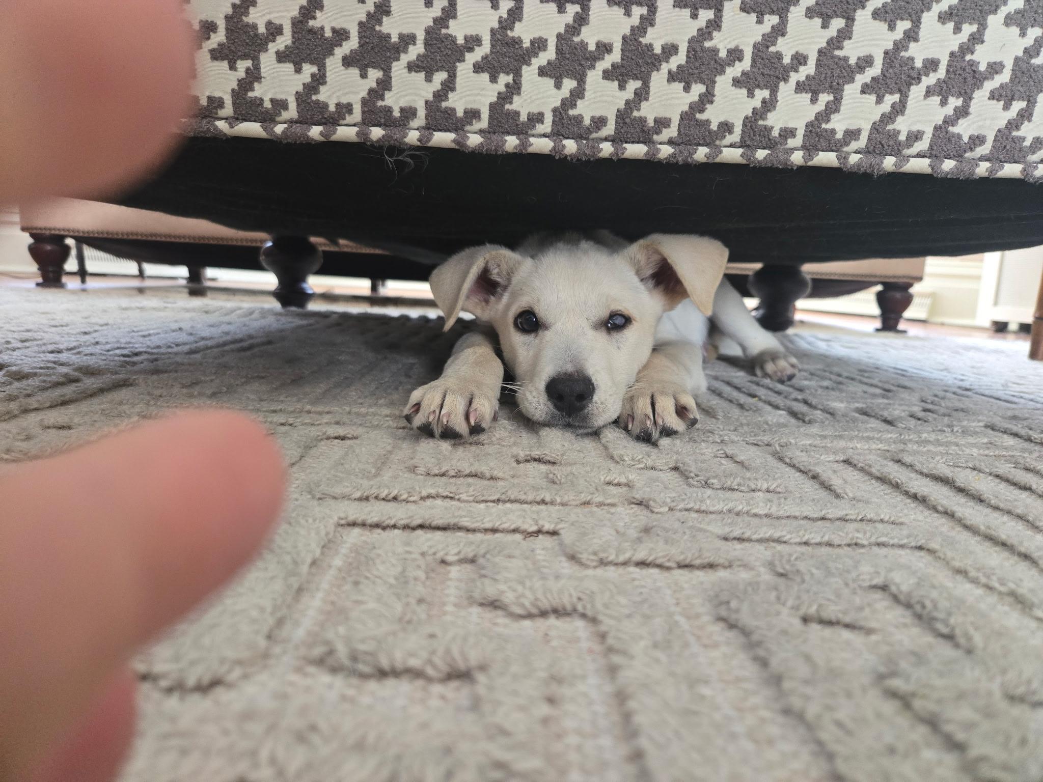 Enlarge Rudy, a ADOPTABLE mixed breed in Oswego, IL image 2/4