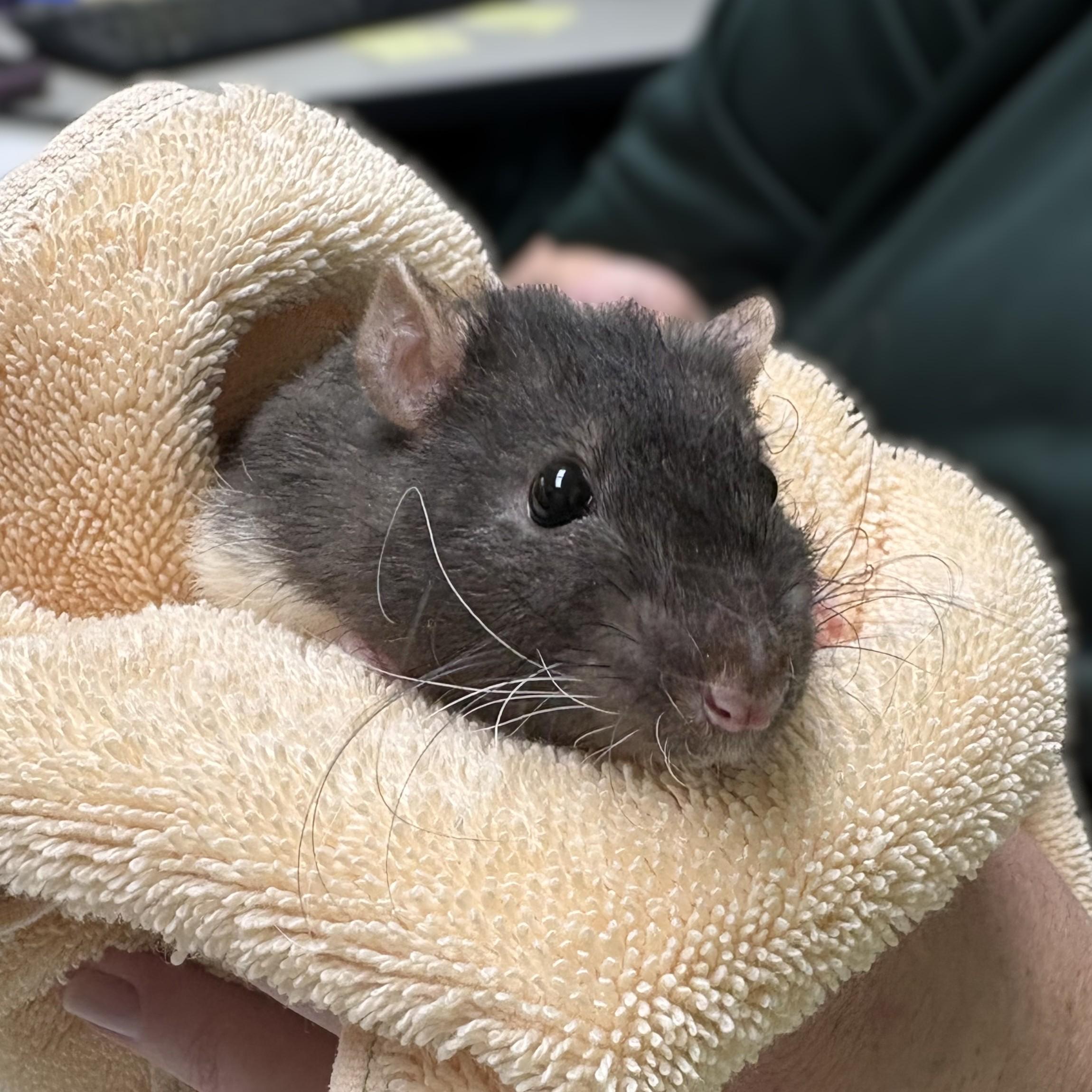 Enlarge Gruyere- 52398, a ADOPTABLE Rat in Columbia, MD image 2/5