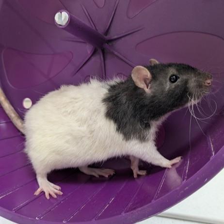 Gruyere- 52398, ADOPTABLE, Adult Male Rat.