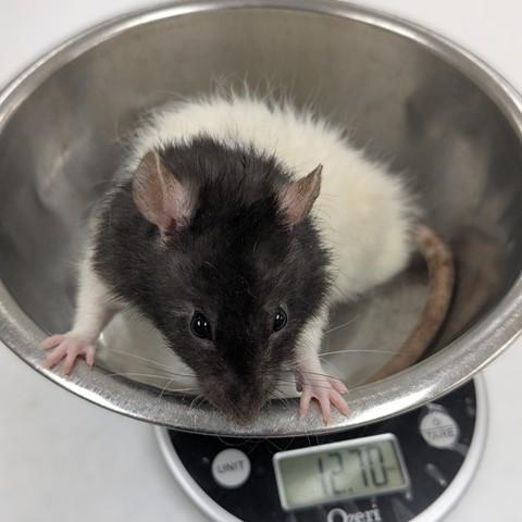 Enlarge Gruyere- 52398, a ADOPTABLE Rat in Columbia, MD image 1/1