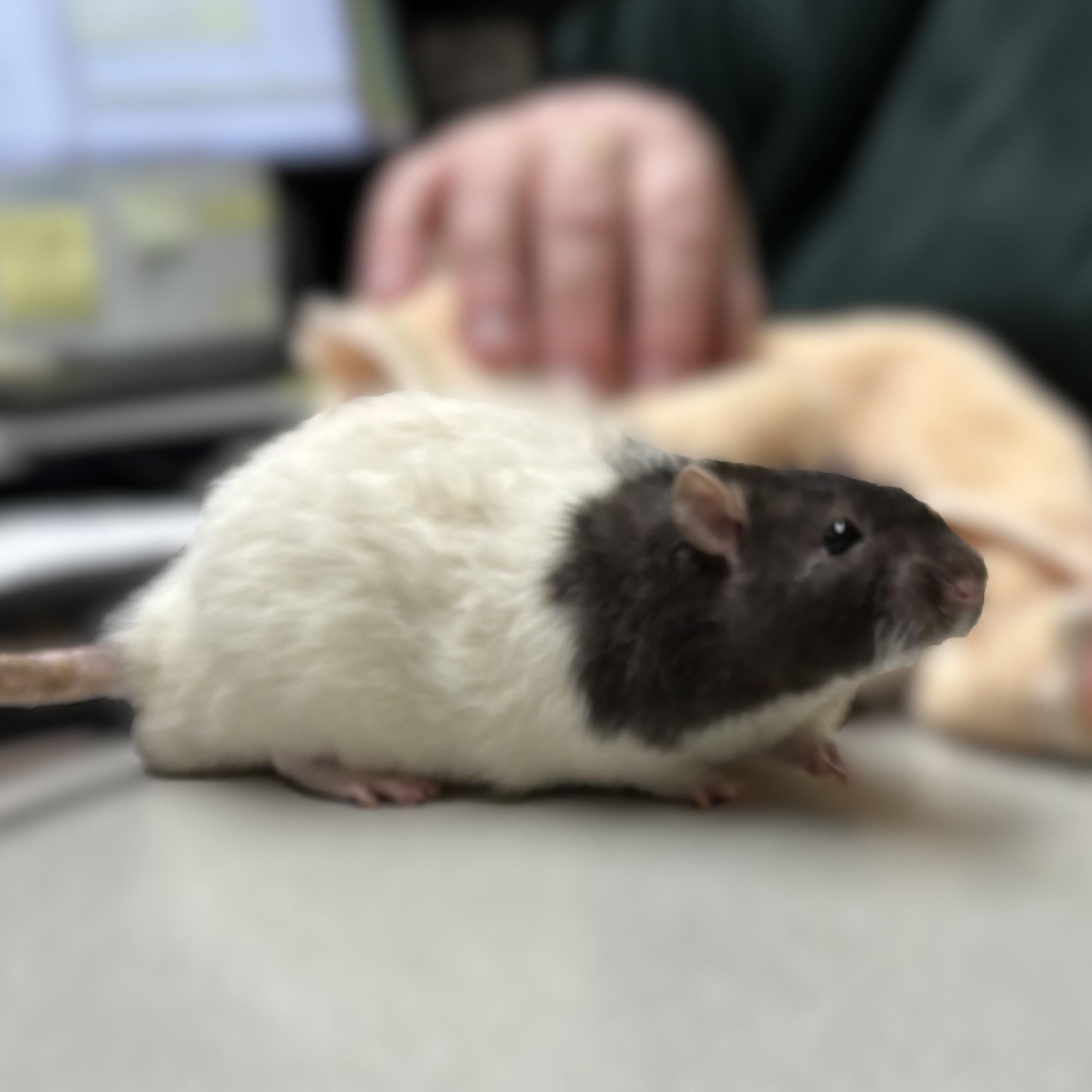 Enlarge Gruyere- 52398, a ADOPTABLE Rat in Columbia, MD image 5/5