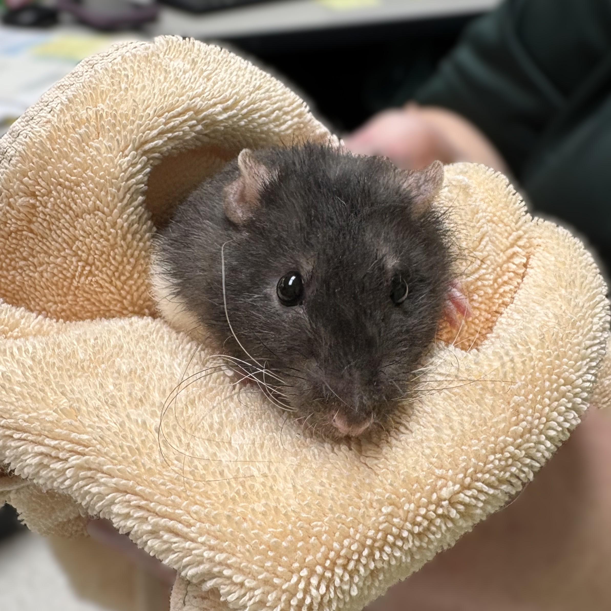 Enlarge Gruyere- 52398, a ADOPTABLE Rat in Columbia, MD image 4/5