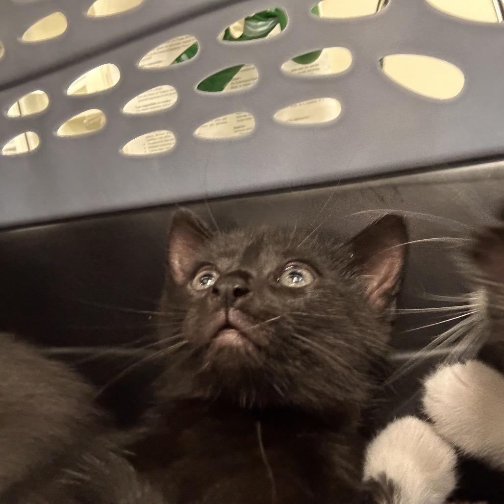 Toast, Adoptable, Kitten Female Domestic Short Hair.