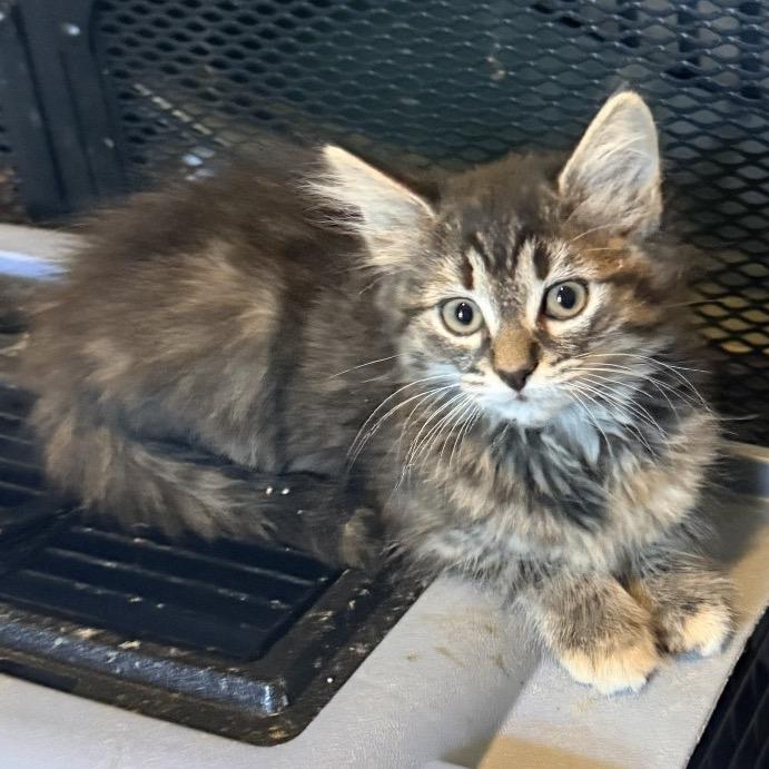 Guppy, Adoptable, Kitten Female Domestic Long Hair.