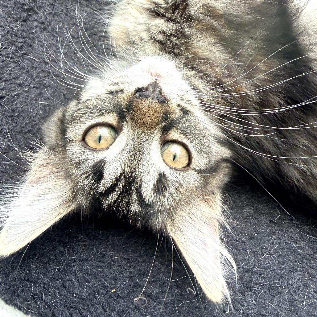 Enlarge Guppy, a Adoptable Domestic Long Hair in Richmond, VA image 2/5
