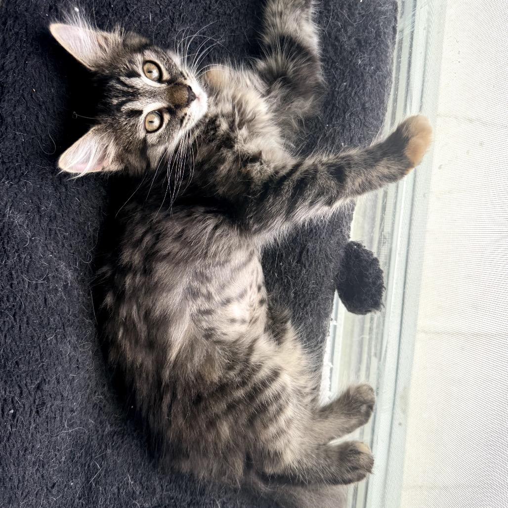 Enlarge Guppy, a Adoptable Domestic Long Hair in Richmond, VA image 3/5
