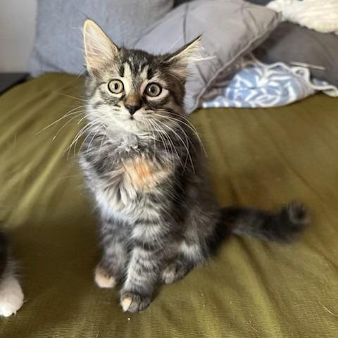 Enlarge Guppy, a Adoptable Domestic Long Hair in Richmond, VA image 4/5