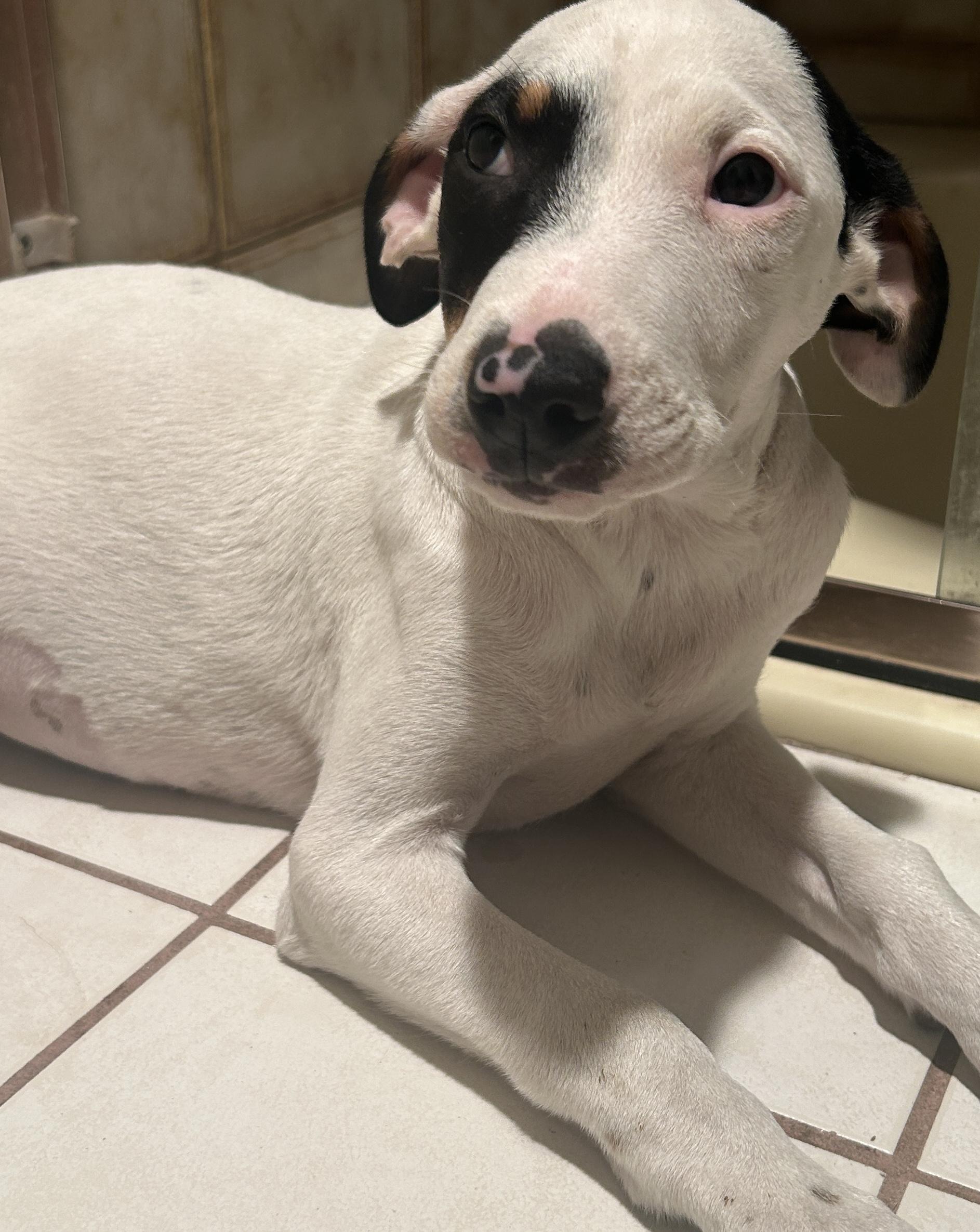 CINDY , ADOPTABLE, Puppy Female Terrier.