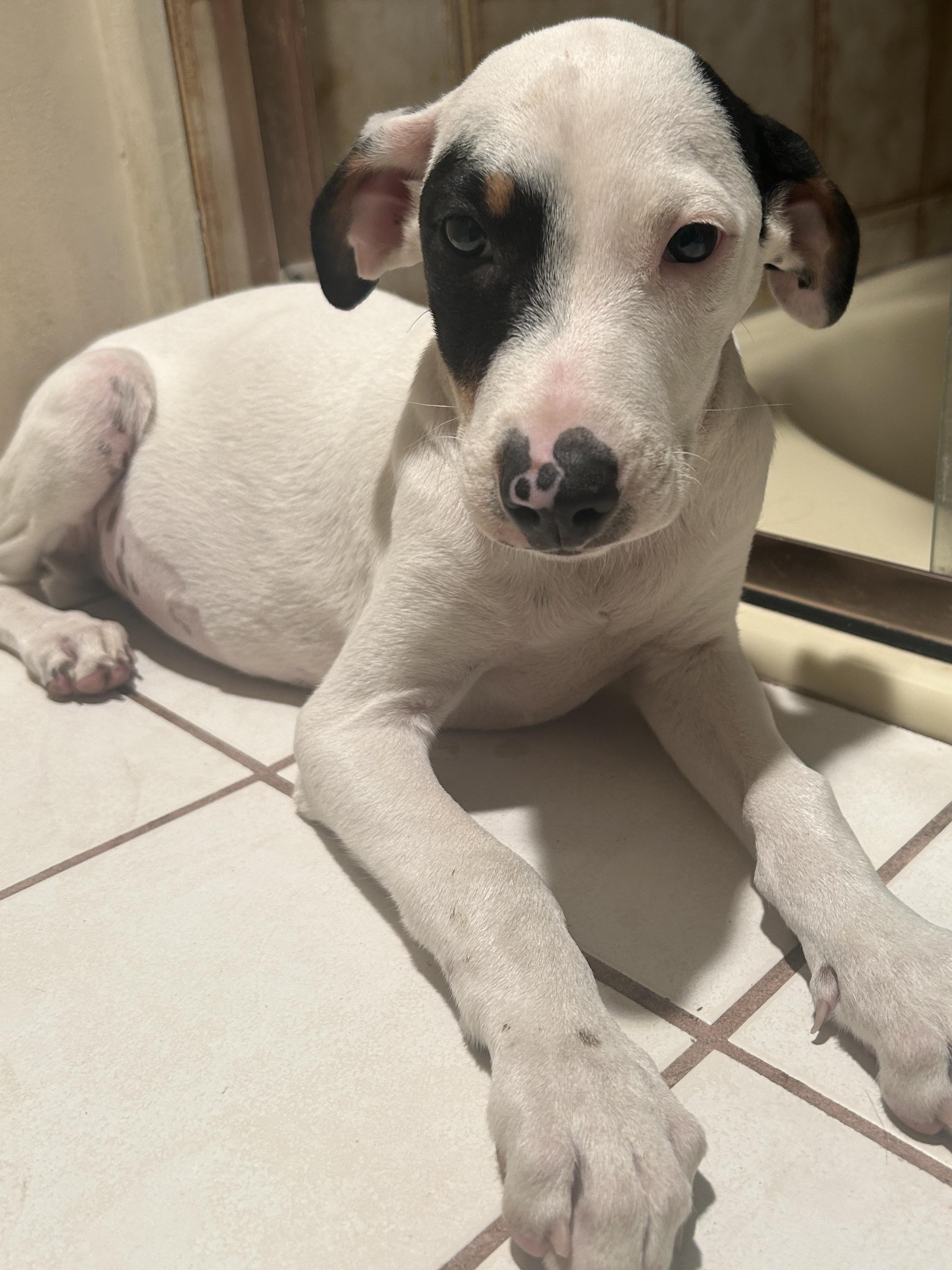 CINDY , a ADOPTABLE mixed breed in El Cajon, CA image 2/6