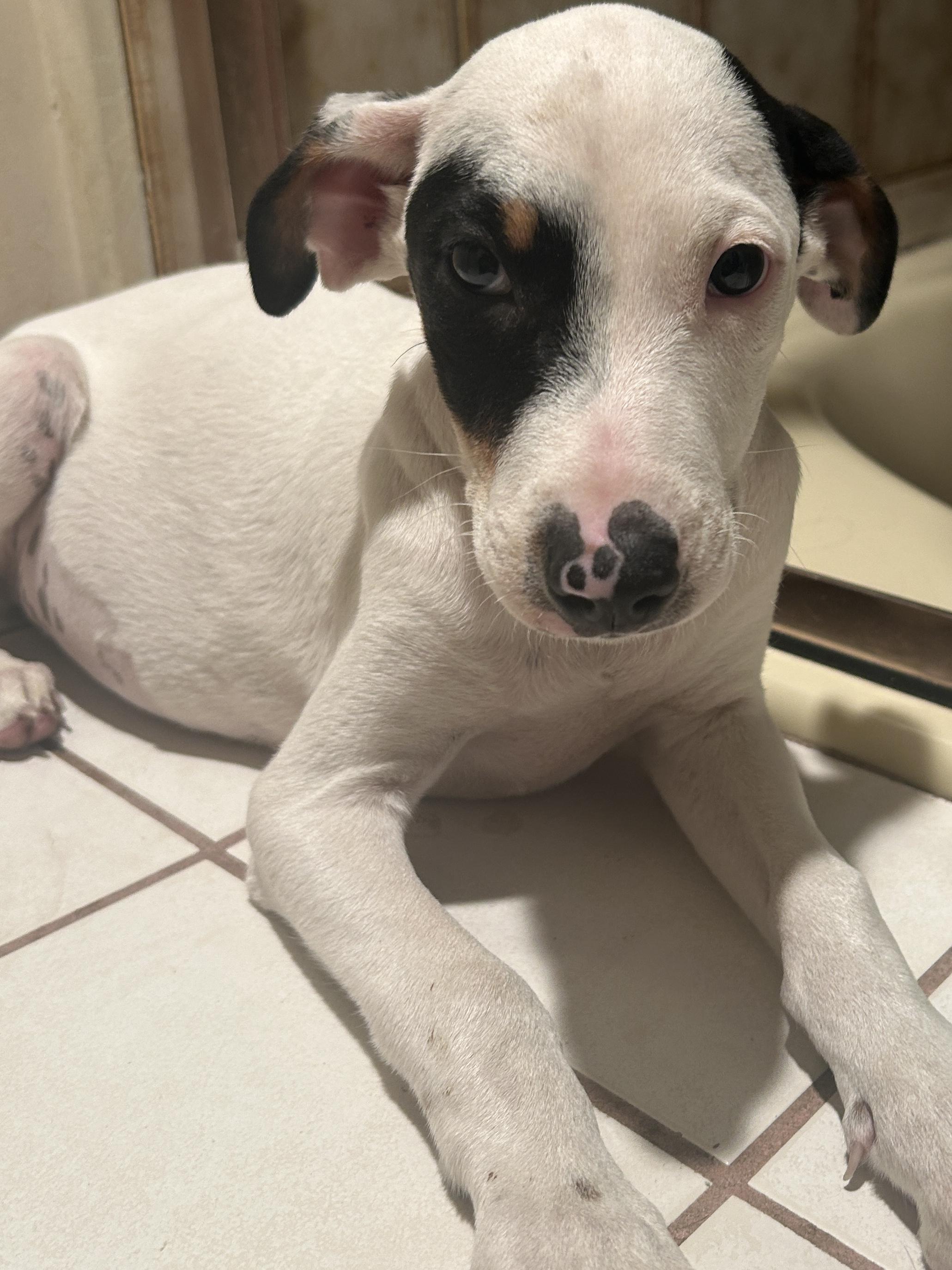 CINDY , a ADOPTABLE mixed breed in El Cajon, CA image 3/6