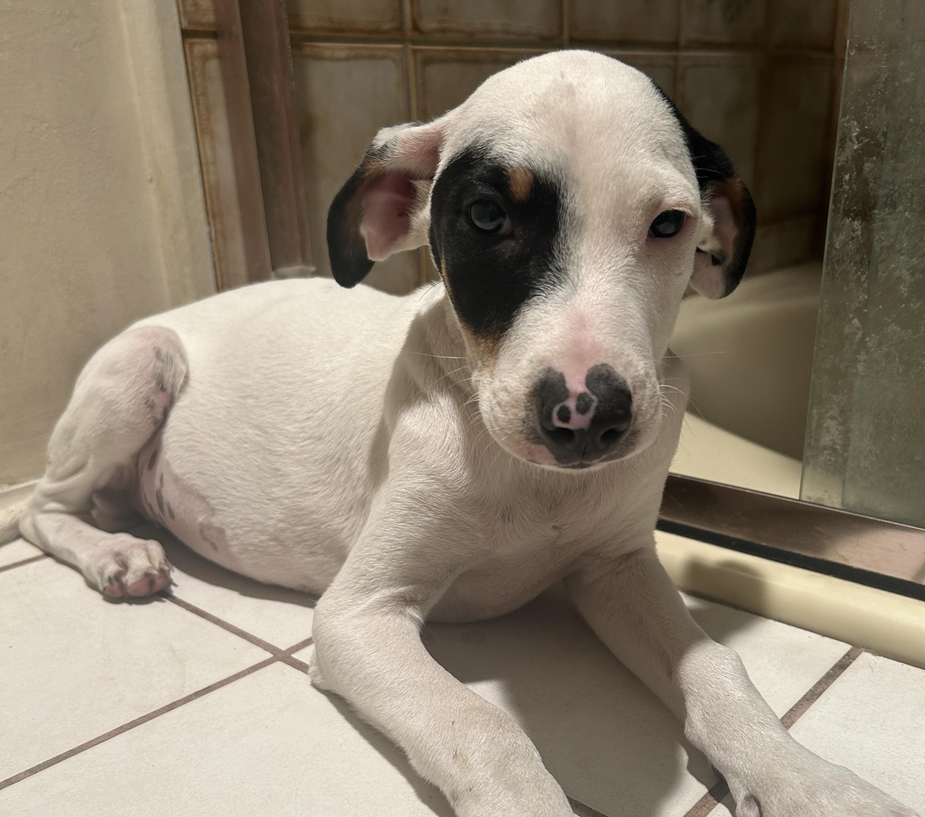 CINDY , a ADOPTABLE mixed breed in El Cajon, CA image 4/6