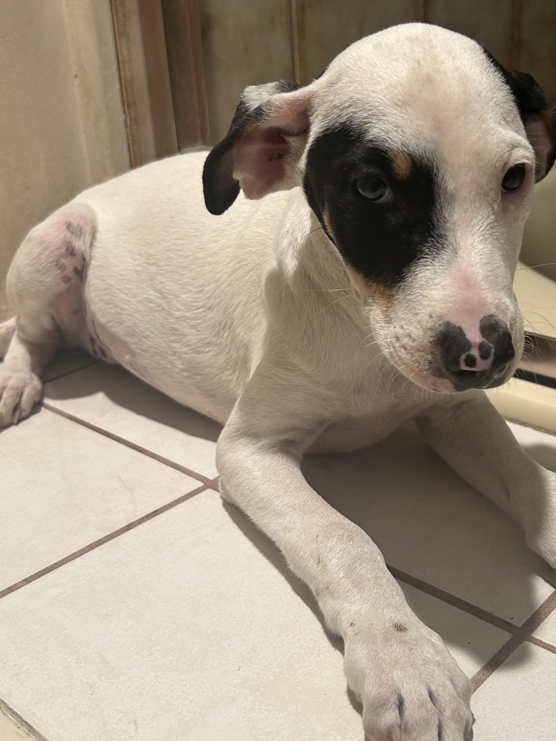 CINDY , a ADOPTABLE mixed breed in El Cajon, CA image 5/6