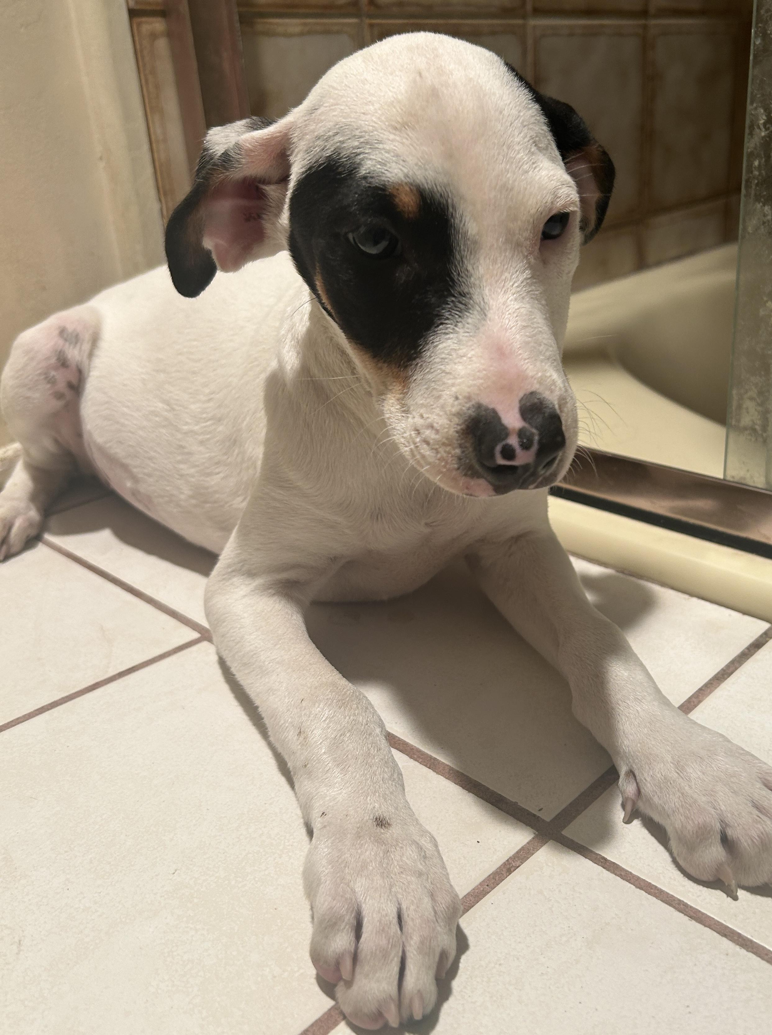 CINDY , a ADOPTABLE mixed breed in El Cajon, CA image 6/6