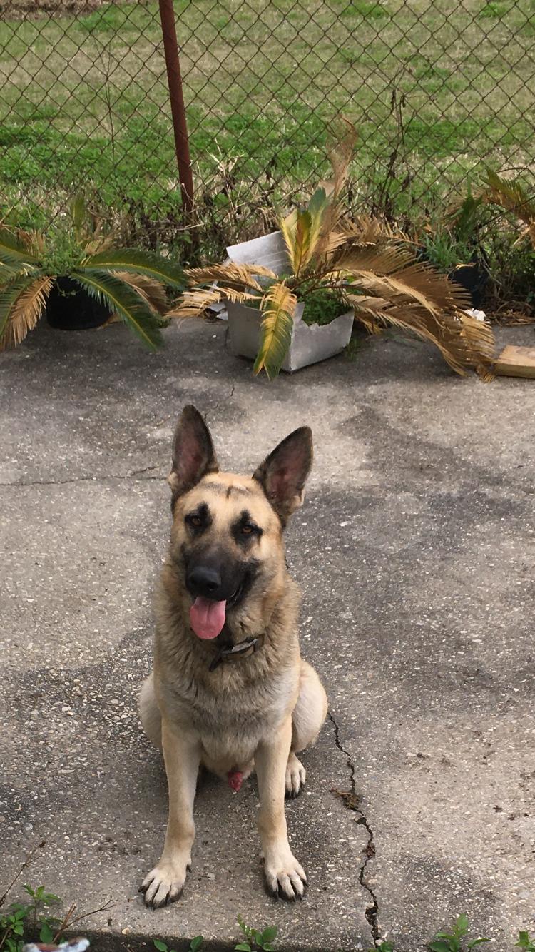 King & Midnight, ADOPTABLE, Adult Male German Shepherd Dog.